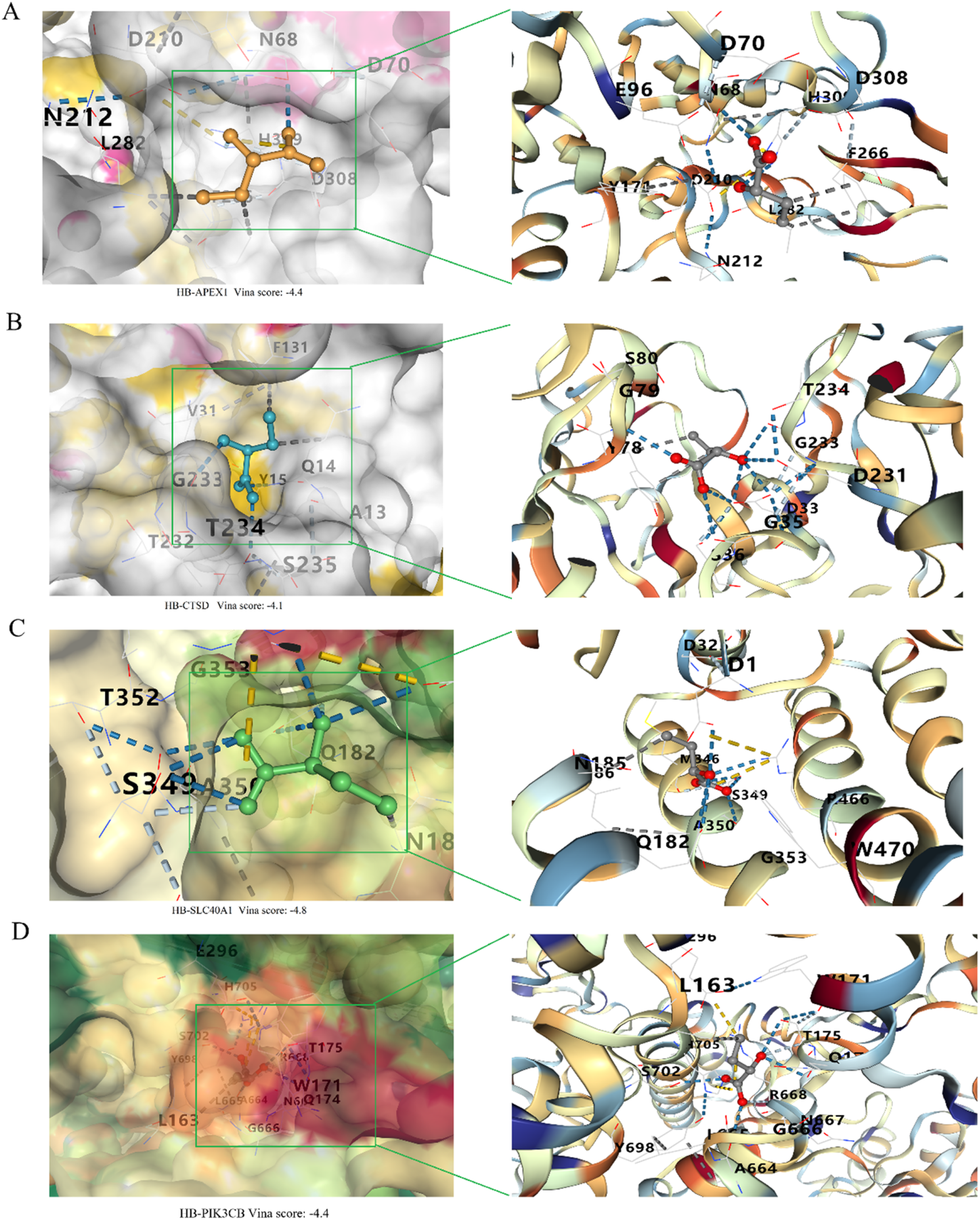 Four panels labeled A, B, C, and D show molecular docking scenes with Vina scores. Each panel includes a left section with a highlighted binding site and a right section with detailed molecular interactions. Panel A shows HB-APEX1 with a score of -4.4. Panel B shows HB-CTSD with a score of -4.1. Panel C shows HB-SLC40A1 with a score of -4.8. Panel D shows HB-PIK3CB with a score of -4.4. Molecular structures are visualized in colored ribbons and spheres, with key residues labeled.