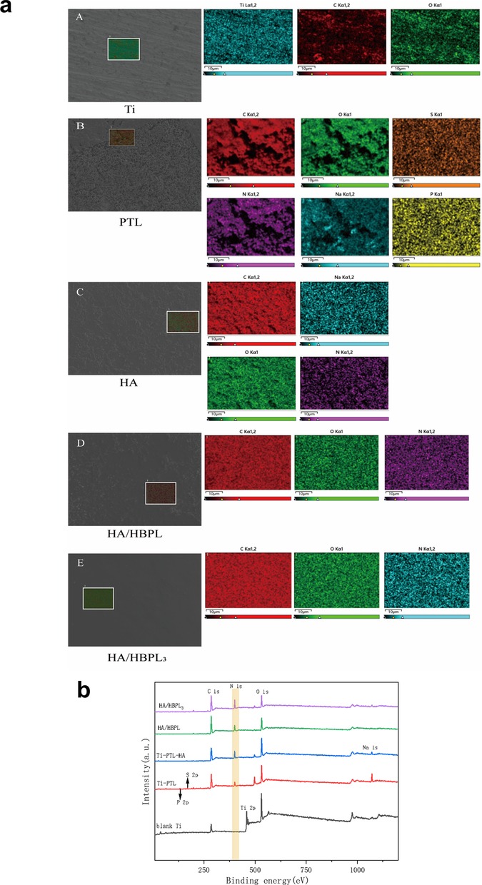Five panels labeled A to E show elemental mapping images and scanning electron microscopy of different coatings: Ti, PTL, HA, HA/HBPL, and HA/HBPL3, highlighting elements like titanium, carbon, oxygen, nitrogen, sodium, sulfur, and phosphorus. Another image shows x-ray photoelectron spectroscopy (XPS) spectra for these coatings, displaying peaks for various binding energies, indicating elemental composition and chemical states.