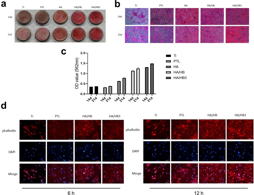A composite scientific image showing four sections: (a) Petri dishes with Ti, PTL, HA, HA/HB, and HA/HB3 samples at 14 and 21 days, highlighting different coloration due to staining. (b) Microscopic images of the same sample types at 14 and 21 days, showing cellular structures. (c) Bar graph depicting OD values at 562 nm for each sample type at 14 and 21 days, indicating varying degrees of cellular activity. (d) Fluorescent images displaying phalloidin and DAPI staining with merged results for Ti, PTL, HA/HB, and HA/HB3 samples at 6 and 12 h, illustrating cell morphology and nucleus visibility.