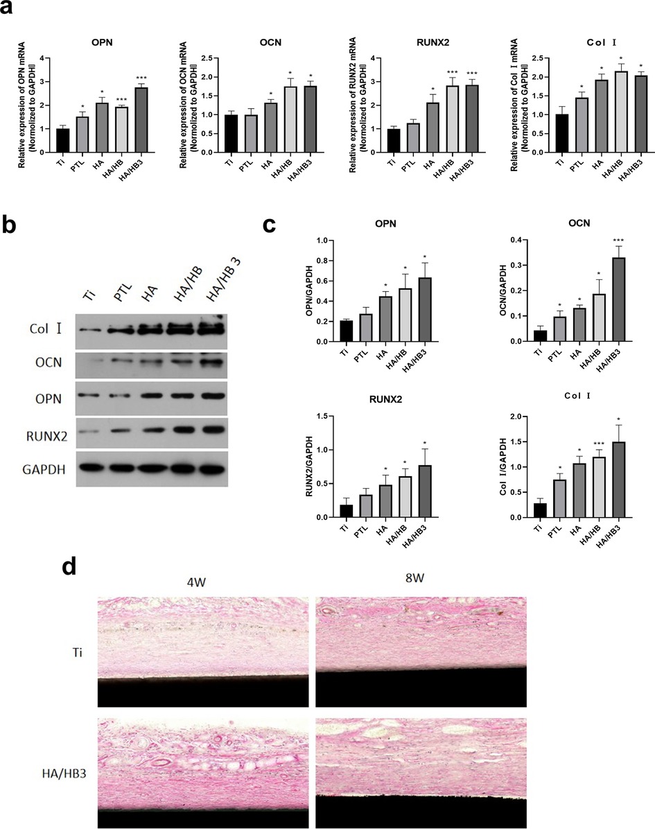 a. Bar graphs showing relative expression of OPN, OCN, RUNX2, and Col I mRNA normalized to GAPDH across different treatments: Ti, PTL, HA, HA/HB, and HA/HB3. b. Western blot image displaying protein levels of Col I, OCN, OPN, RUNX2, and GAPDH for the same treatments. c. Bar graphs representing densitometric analysis of the western blot data for OPN, OCN, RUNX2, and Col I against GAPDH. d. Histological images comparing bone tissue at 4 weeks and 8 weeks for Ti and HA/HB3 groups.