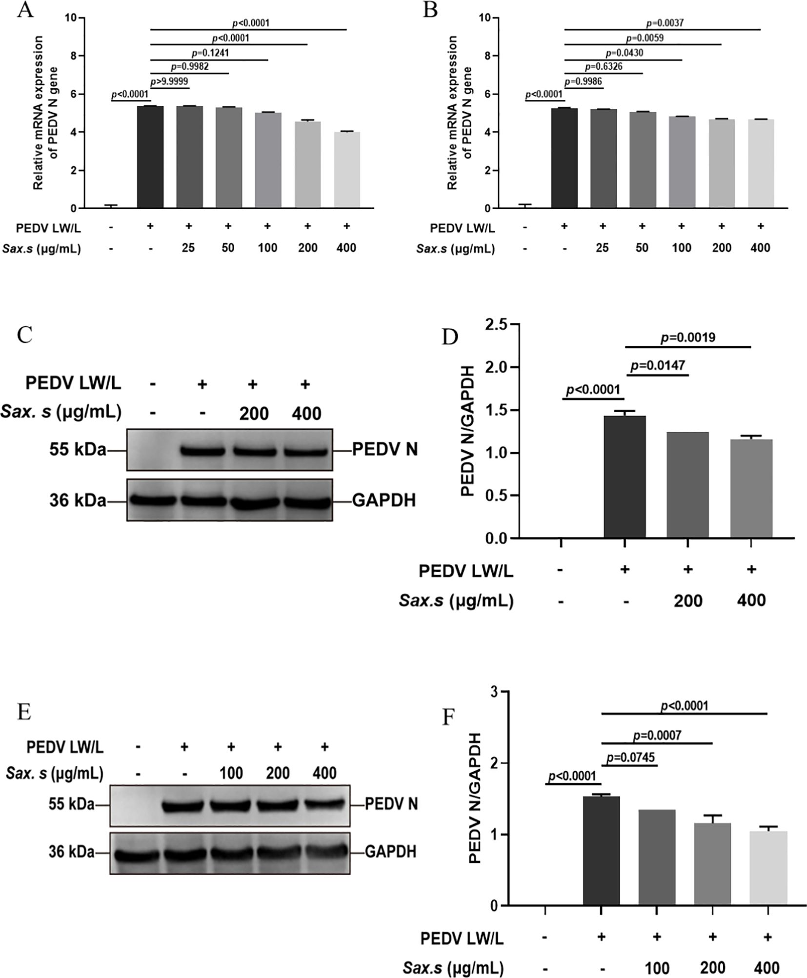 Bar graphs and Western blot analyses show the effect of varying concentrations of Sax. S on PEDV LW/L. Panels A and B display bar graphs of relative mRNA expression of the PEDV N gene with different Sax. S concentrations (0, 25, 50, 100, 200, 400 µg/mL). Panels C and E present Western blot images showing PEDV N protein levels and GAPDH as a control. Panels D and F show quantified ratios of PEDV N to GAPDH. Statistical significance is indicated by p-values, with significant differences noted across various conditions.