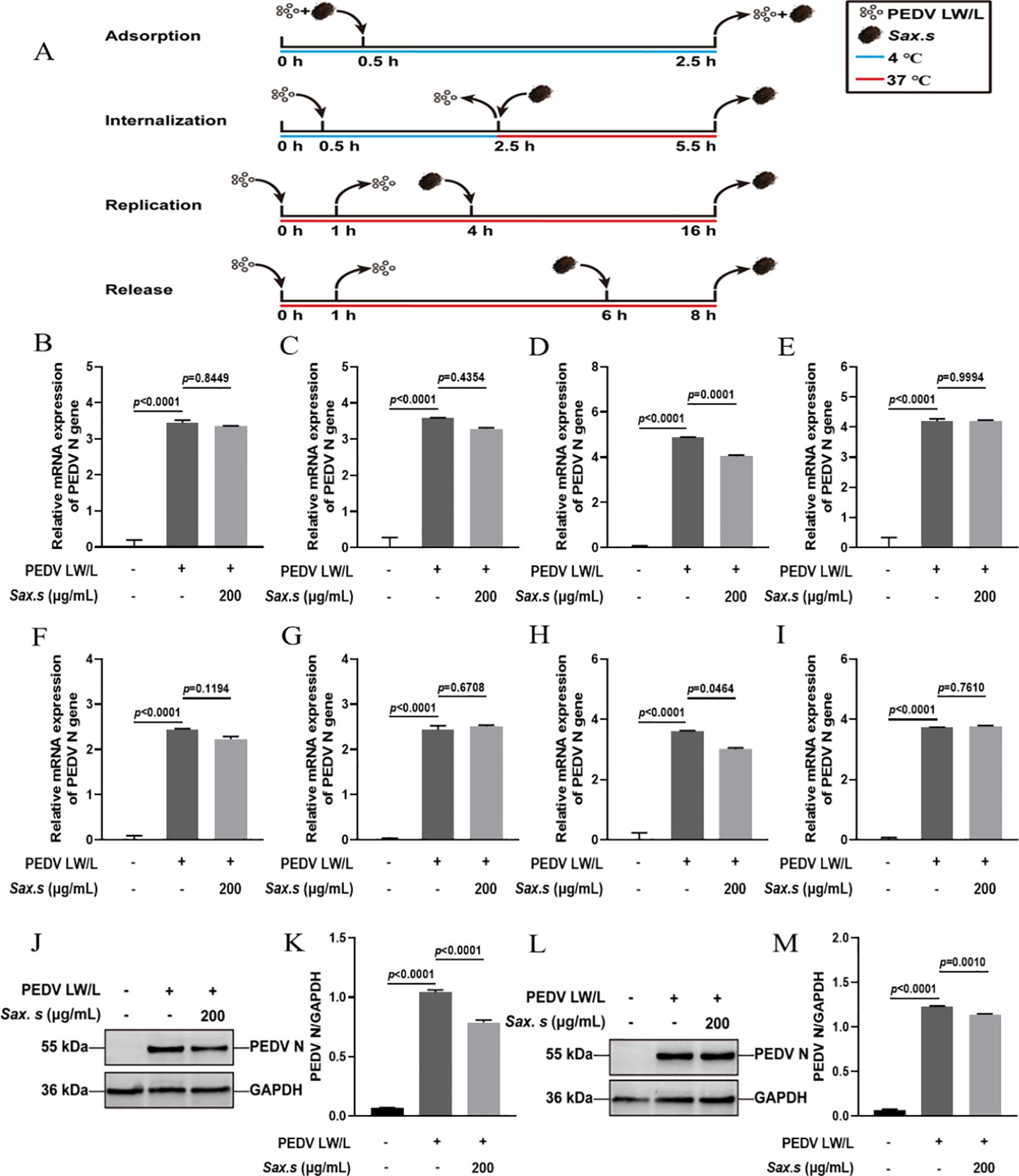 Graphical representation showing the stages of PEDV infection: adsorption, internalization, replication, and release, with timelines at 4°C and 37°C. Bar charts (B-I) display relative mRNA expression levels of different genes with and without Sax.s treatment at 200 µg/mL. Sections J and L show western blots of PEDV N protein and GAPDH, with panels K and M quantifying protein expression levels. Statistical significance is noted with p-values.