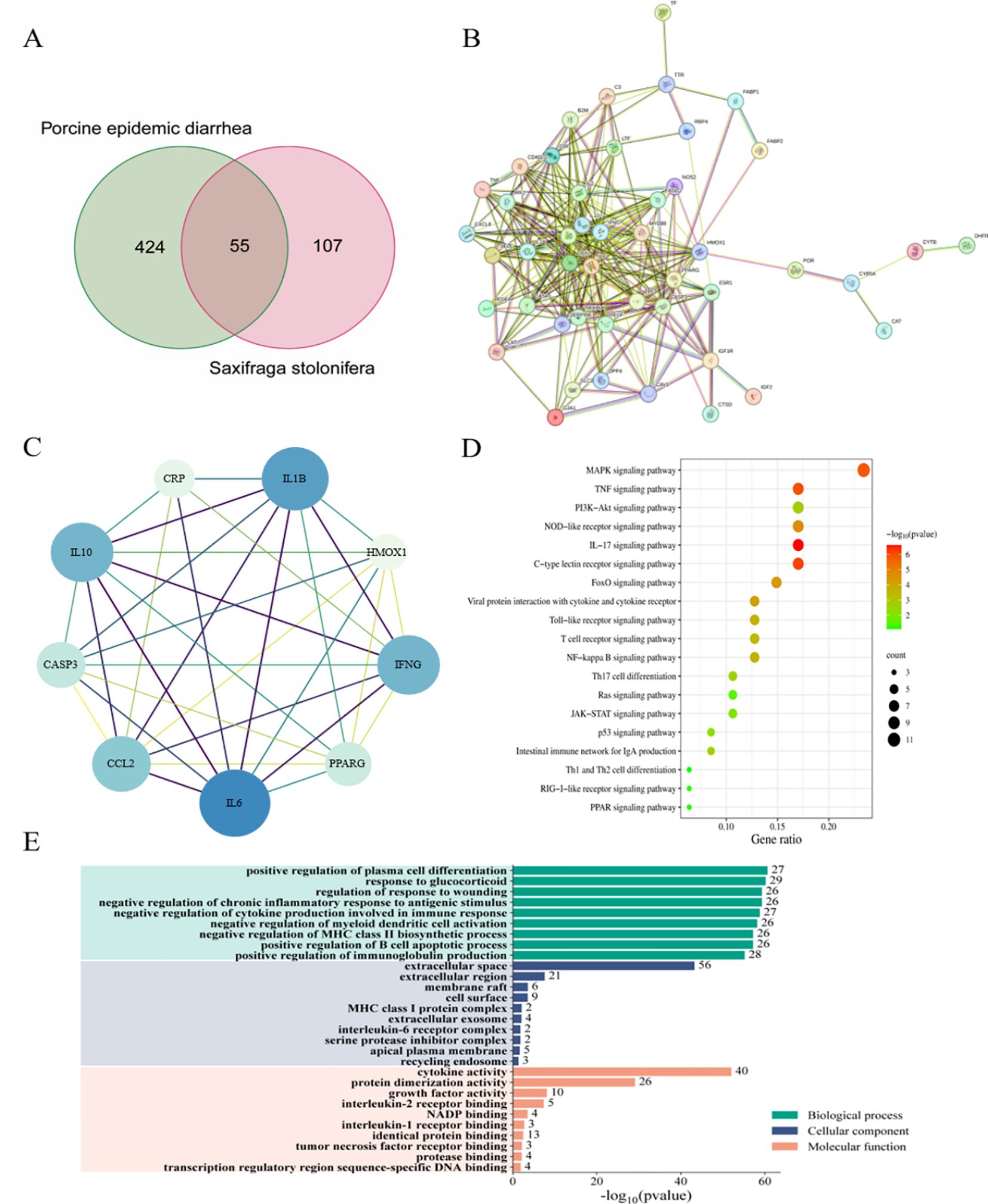 A composite image comprising five panels labeled A to E: A shows a Venn diagram with two overlapping circles. The left circle, labeled “Porcine epidemic diarrhea,” contains 424, while the right circle, labeled “Saxifraga stolonifera,” contains 107. They share an overlap of 55. B depicts a complex network diagram with interconnected colored nodes representing a protein-protein interaction network. C presents a simplified network diagram with labeled nodes like IL10, IL1B, and CASP3 connected by colored lines indicating interactions. D features a dot plot with pathways such as MAPK and TNF signaling pathways on the y-axis, with dots varying in size and color based on gene ratio and significance. E displays a horizontal bar graph categorizing biological processes, cellular components, and molecular functions. Bars are color-coded and represent terms like “positive regulation of plasma cell differentiation.