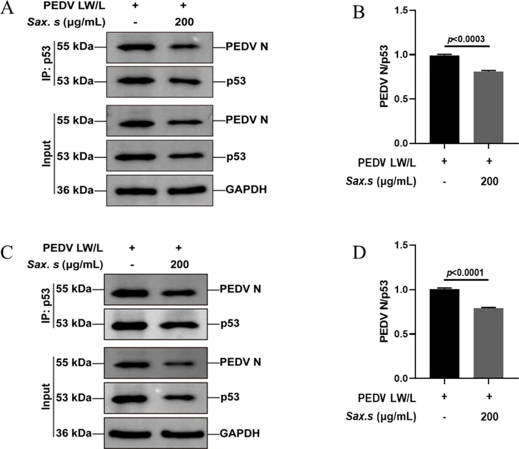 Western blot analysis and bar graphs showing the impact of Sax. s treatment on PEDV N and p53 proteins. Panels A and C depict protein bands for PEDV N, p53, and GAPDH with and without treatment. Panels B and D present bar graphs of PEDV N/p53 ratios indicating significant reductions after Sax. s treatment at 200 micrograms per milliliter, with p-values less than 0.0003 and 0.0001, respectively.