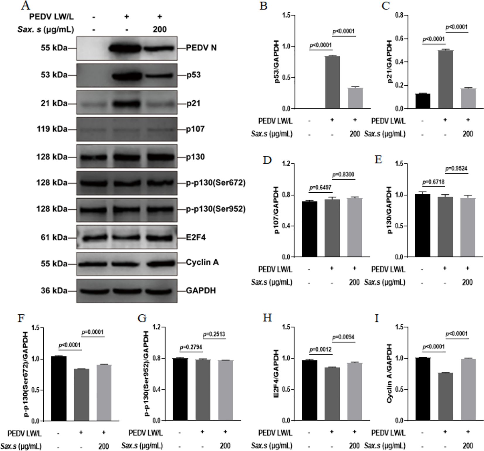 Western blot analysis and bar graphs depict protein expression levels in response to PEDV L/W virus and Sax.s treatment. The proteins analyzed include PEDV N, p53, p21, p107, p130, phosphorylated p130 (Ser672 and Ser952), E2F4, and Cyclin A. GAPDH is used as a loading control. Bar graphs (B-I) show relative expression ratios of these proteins to GAPDH with significant p-values indicated, demonstrating the effects of treatments across different conditions.