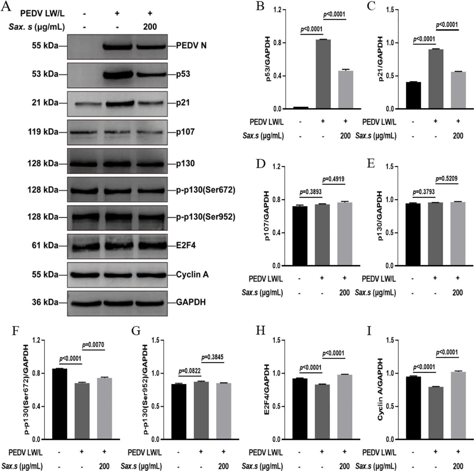 Western blot analysis displaying protein expression levels of PEDV N, p53, p21, p107, p130, phosphorylated p130 at Serine 672 and 952, E2F4, Cyclin A, and GAPDH under different conditions (PEDV LW/L presence and Sax. s treatment). Adjacent bar graphs (B-I) quantify the relative expression levels of p53, p21, p107, p130, phosphorylated p130, E2F4, and Cyclin A normalized to GAPDH. Statistical significance is indicated with p-values on each graph.