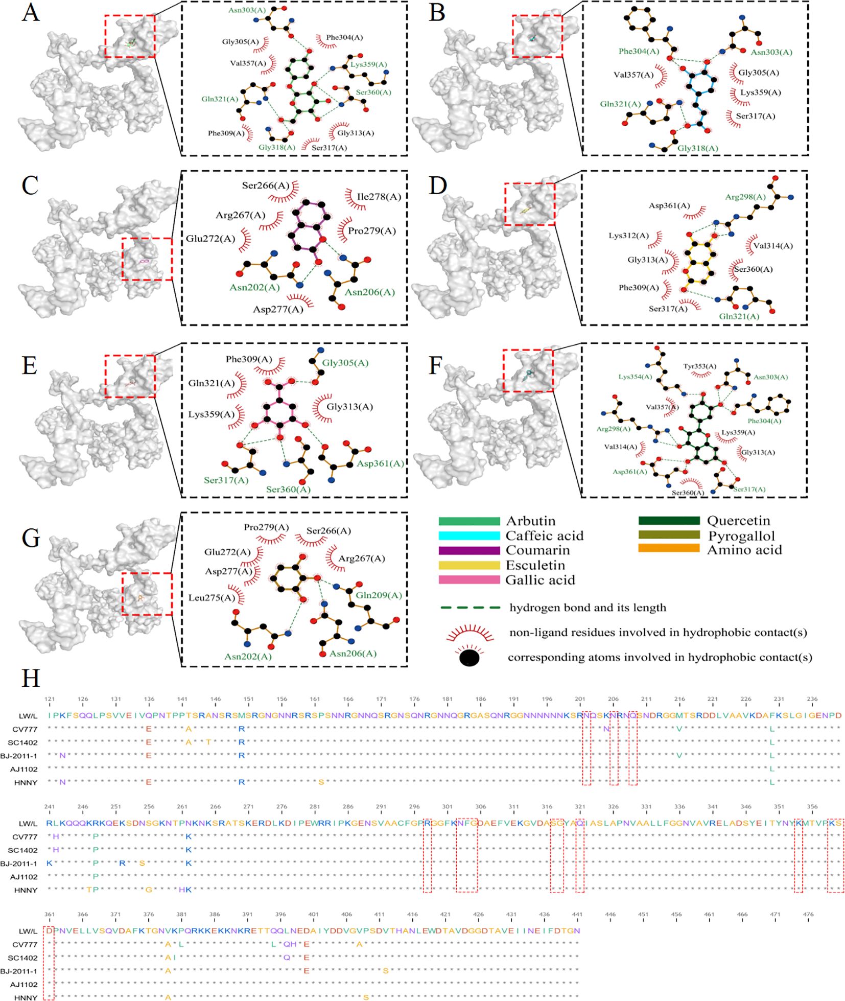 Molecular interaction diagrams labeled A to G show the interactions between amino acids and various compounds such as arbutin, caffeic acid, coumarin, amongst others. Each panel highlights specific interactions with a zoomed-in section detailing hydrogen bonds and hydrophobic contacts. Panel H presents a sequence alignment of several protein sequences, depicting regions of alignment and conserved areas. A legend details compound colors and interaction types.