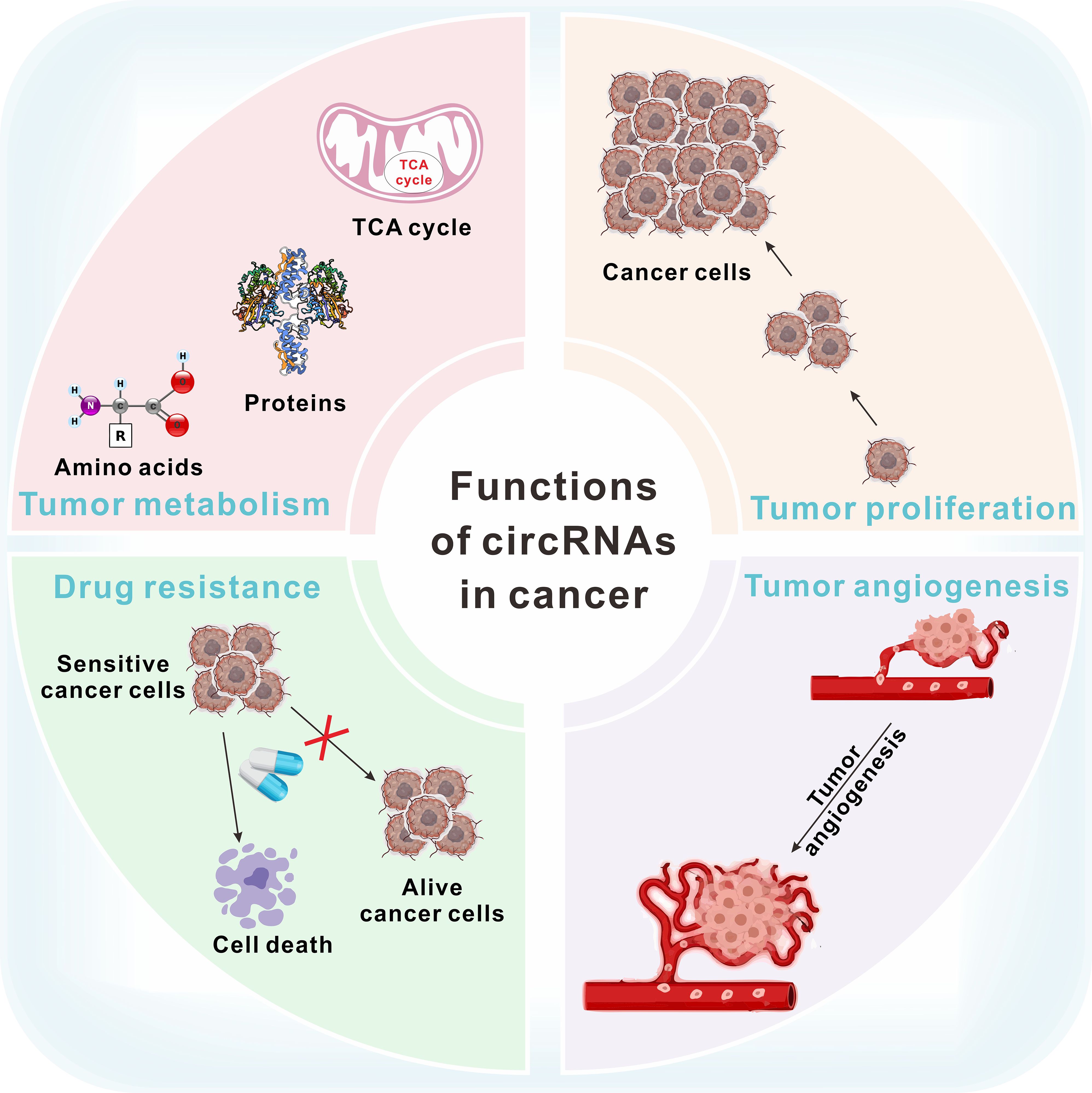 Diagram illustrating the functions of circRNAs in cancer, divided into four quadrants: tumor metabolism (amino acids and proteins involved in the TCA cycle), tumor proliferation (growth of cancer cells), tumor angiogenesis (formation of new blood vessels), and drug resistance (cancer cells resisting treatment).