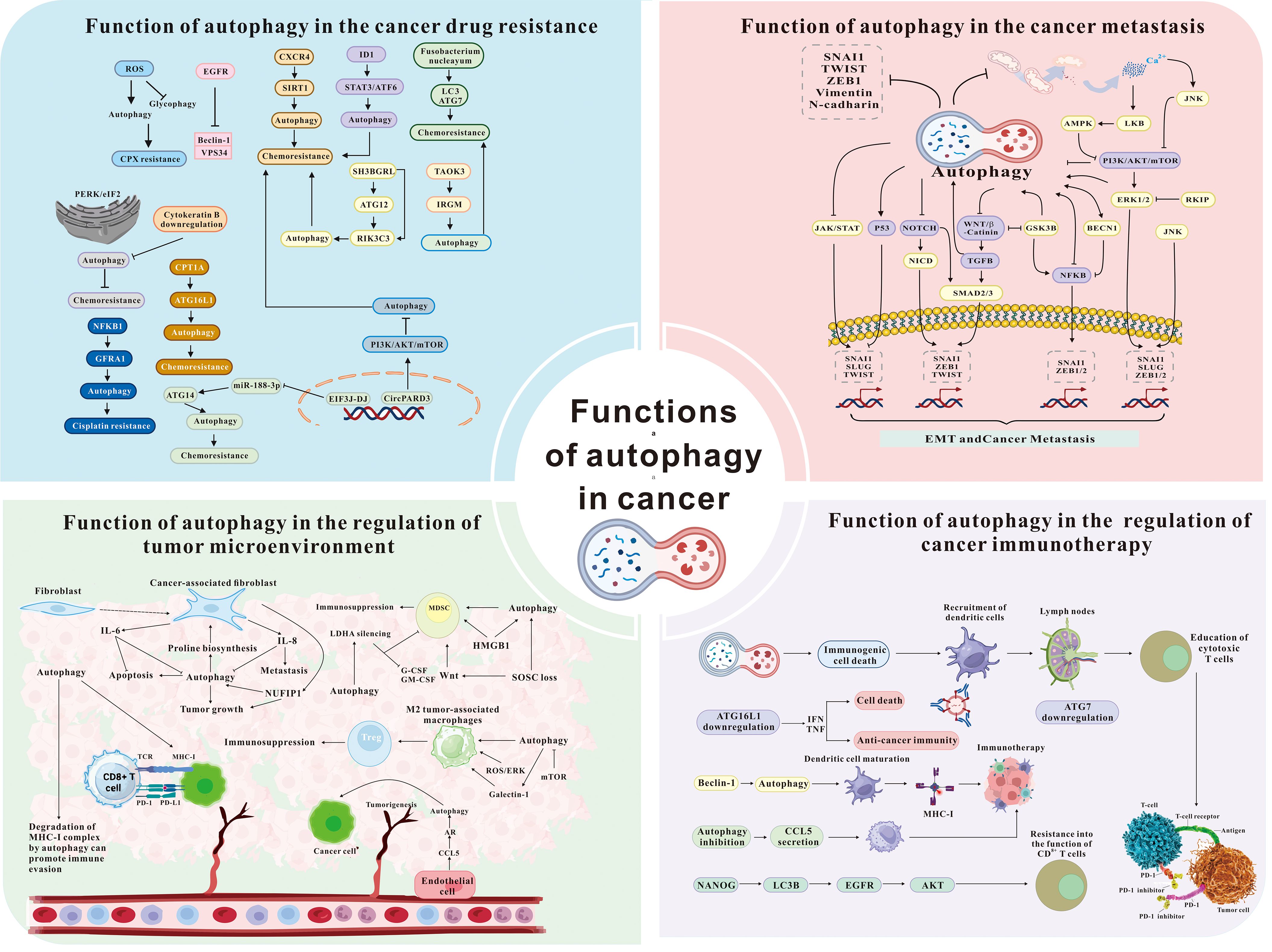 Composite infographic titled “Functions of Autophagy in Cancer,” divided into four sections. Top left: Describes autophagy in cancer drug resistance with pathways and molecular interactions. Top right: Shows autophagy in cancer metastasis, detailing molecular processes in epithelial to mesenchymal transition. Bottom left: Illustrates autophagy's role in regulating tumor microenvironment, highlighting cellular interactions. Bottom right: Explains autophagy in cancer immunotherapy, focusing on immune cell modulation and pathways. Central circle with connected cells represents the theme. Each section uses diagrams and text boxes to convey detailed molecular information.