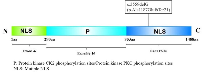 Diagram of a protein structure showing Nterminal, central, and C-terminal regions. The N-terminal has a nuclear localization signal (NLS) from 1 to 290 amino acids, Exons 1-6. The central region, marked 'P' for protein kinase phosphorylation sites, spans from 290 to 953 amino acids, part of Exons 6A-16. The C-terminal includes another NLS from 953 to 1488 amino acids, covering Exons 17-26. A mutation is indicated at position 3559, labeled as c.3559delG (p.Ala1187GlufsTer21).