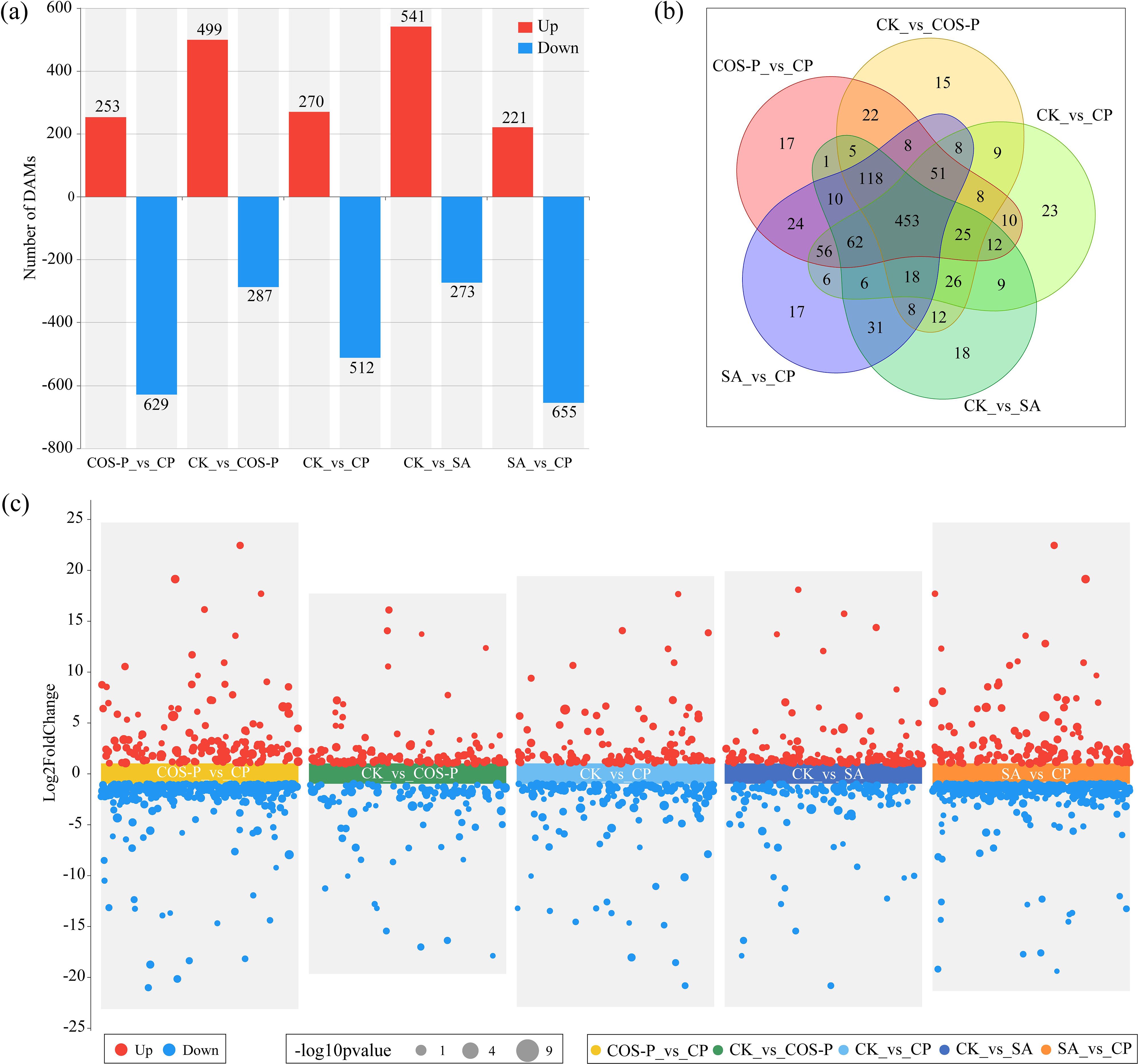 (a) Bar chart showing the number of differentially abundant metabolites (DAMs) categorized as upregulated (red) and downregulated (blue) across five conditions: COS-P_vs_CP, CK_vs_COS-P, CK_vs_CP, CK_vs_SA, and SA_vs_CP. (b) Venn diagram displaying the intersection of DAMs between the five conditions. (c) Scatter plot visualizing Log2FoldChange of DAMs with upregulated (red) and downregulated (blue) across the five conditions, indicated by different colors for each comparison.