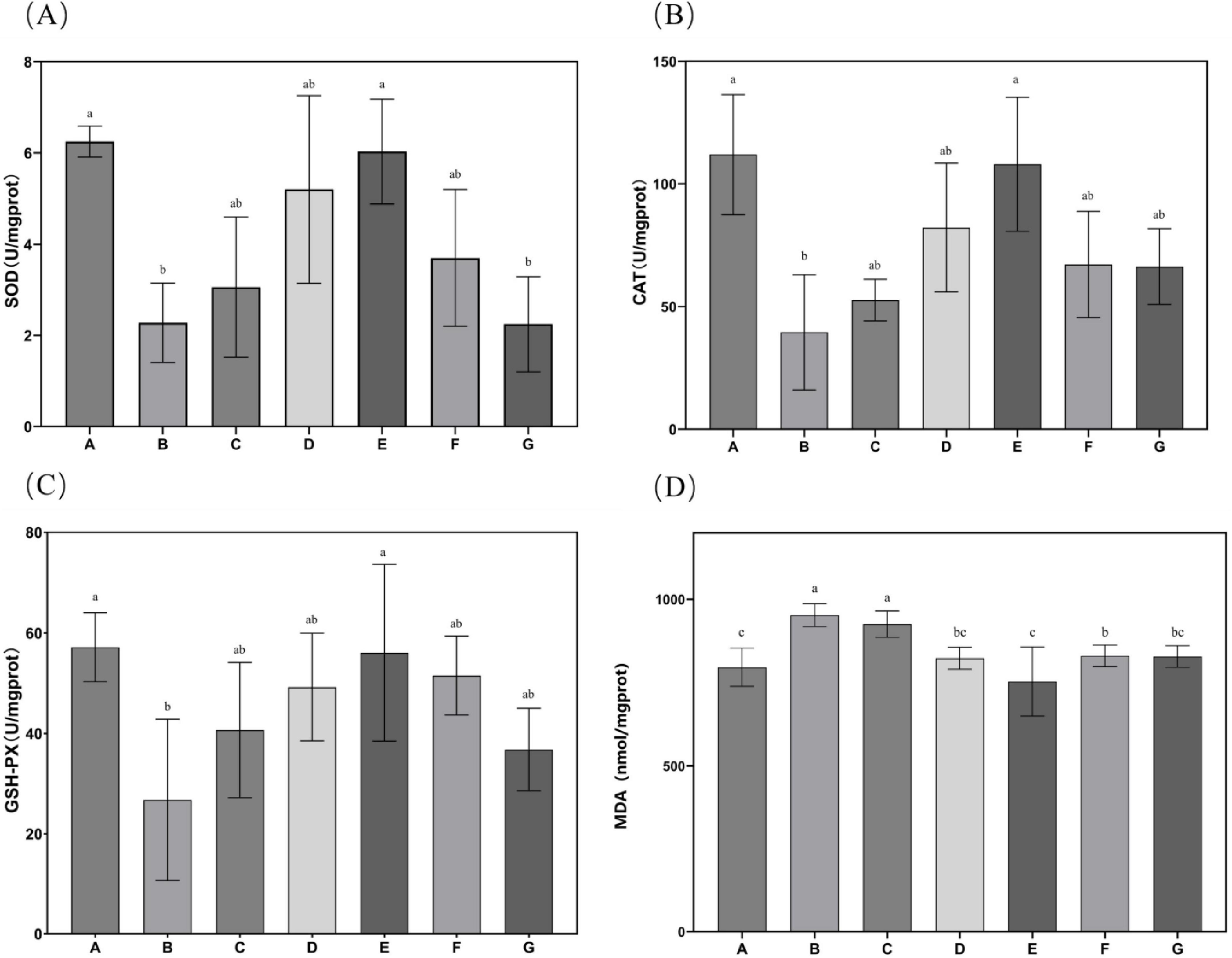 Four bar charts display enzyme activity and protein measurements across groups labeled A to G. (A) SOD activity: A has the highest value, B and G the lowest. (B) CAT activity: A and E are highest, B lowest. (C) GSH-PX activity: E highest, B lowest. (D) MDA levels: B and C are highest, F and G are lowest. Error bars indicate variability, with significant differences marked by letters above bars.