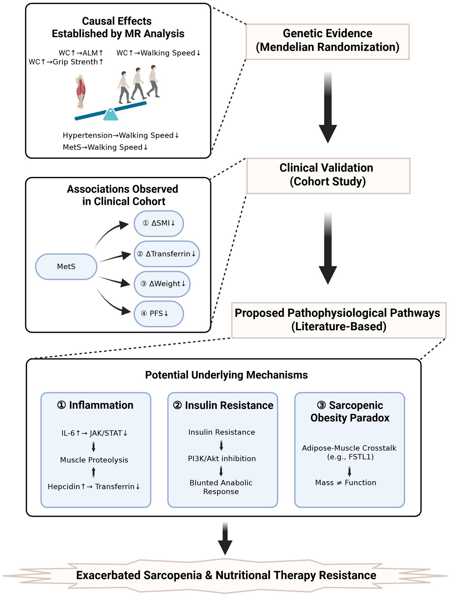 Flowchart illustrating the relationships between genetic evidence, clinical validation, and proposed pathophysiological pathways regarding sarcopenia and nutritional therapy resistance. It includes causal effects established by Mendelian randomization analysis, observed clinical associations in metabolic syndrome, and potential mechanisms involving inflammation, insulin resistance, and sarcopenic obesity paradox. Arrows indicate progression towards exacerbated sarcopenia and therapy resistance.