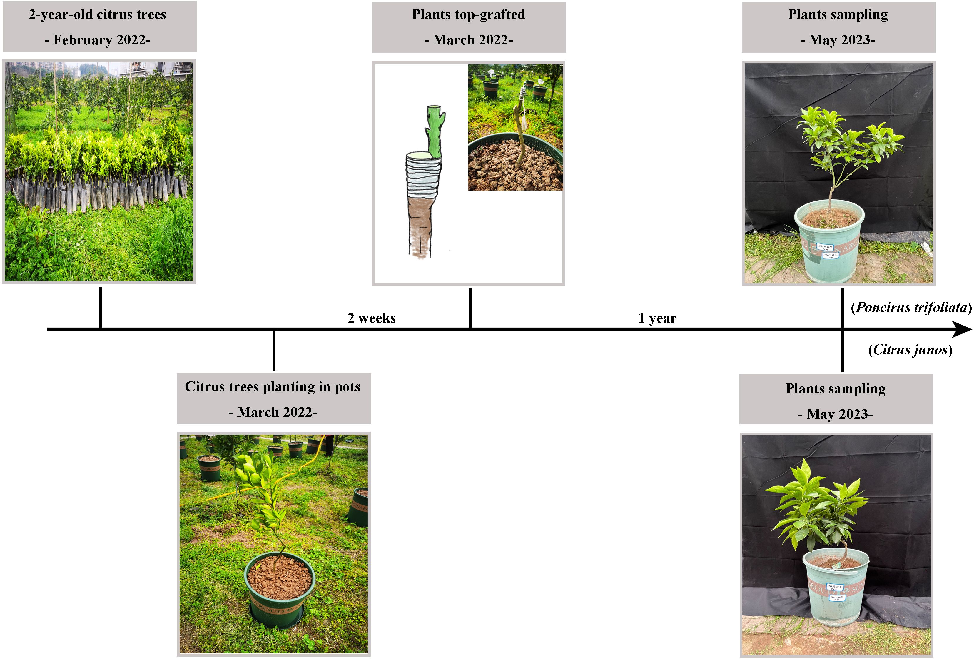 Timeline showing the growth and sampling process of citrus trees. February 2022: two-year-old citrus trees shown in a garden. March 2022: citrus trees planted in pots and top-grafted, illustrated by a drawing and photo. May 2023: plant sampling of Poncirus trifoliata and Citrus junos in pots.