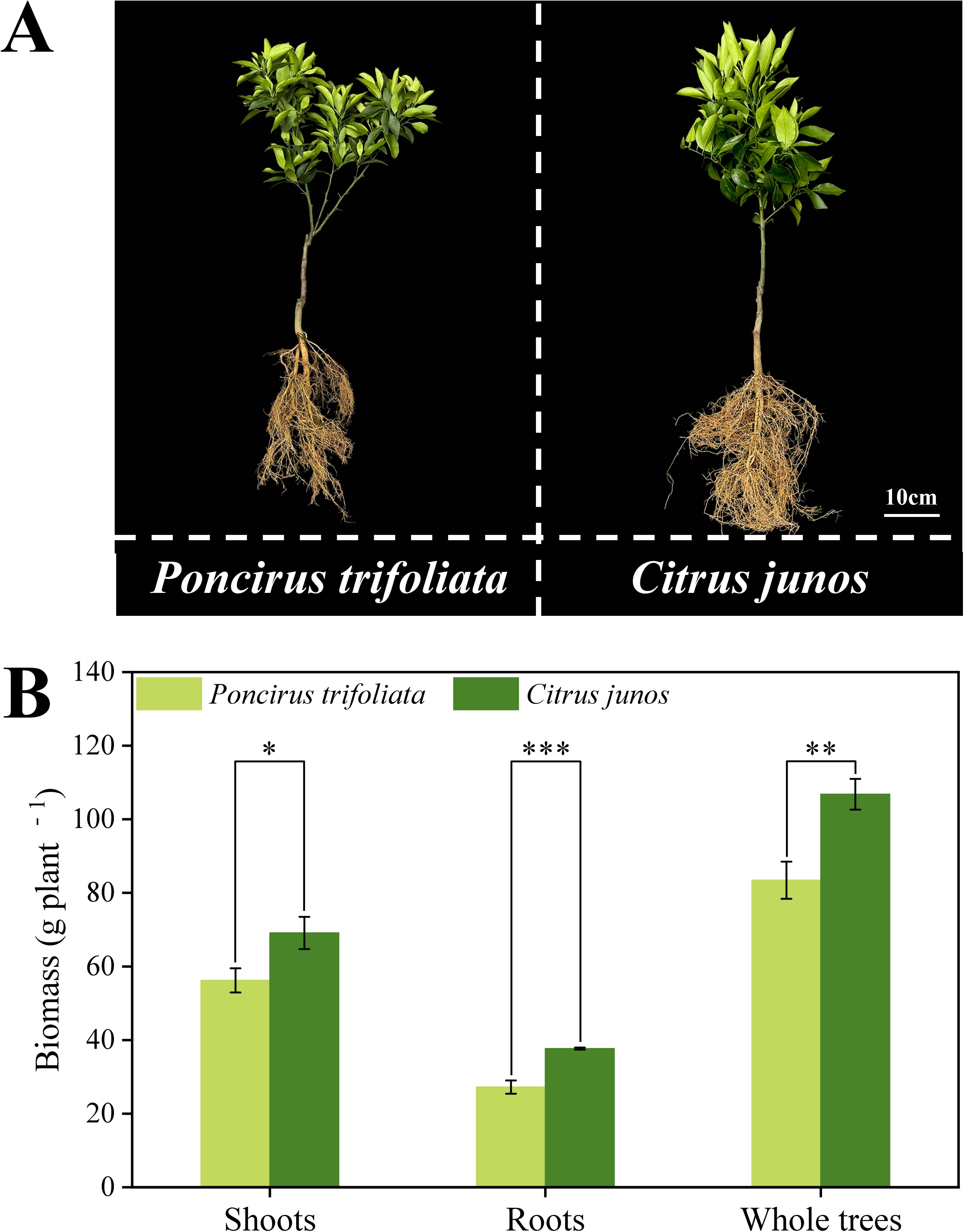 Two panels are shown. Panel A displays side-by-side comparisons of Poncirus trifoliata and Citrus junos plants, highlighting differences in size and root structure. Panel B is a bar chart comparing the biomass of shoots, roots, and whole trees between the two species. Citrus junos shows higher values in each category, with statistical significance indicated by asterisks.