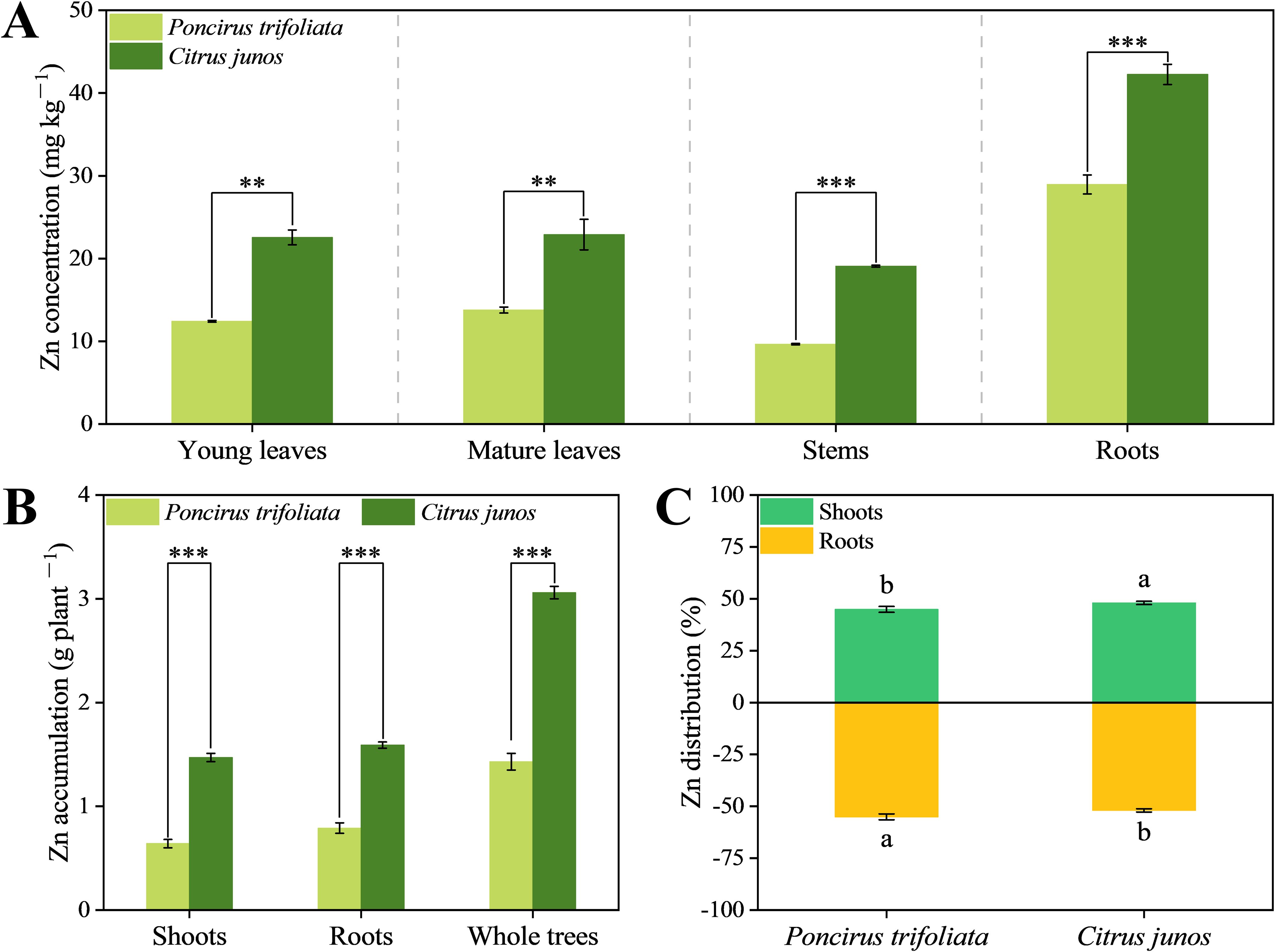 Bar graphs illustrate zinc concentration and distribution in Poncirus trifoliata and Citrus junos. Chart A compares zinc concentration in various plant parts; Citrus junos has higher levels across all categories. Chart B displays zinc accumulation, also higher in Citrus junos. Chart C shows zinc distribution percentages, with shoots having a positive percentage and roots negative in both species. Statistical significance is indicated by asterisks.