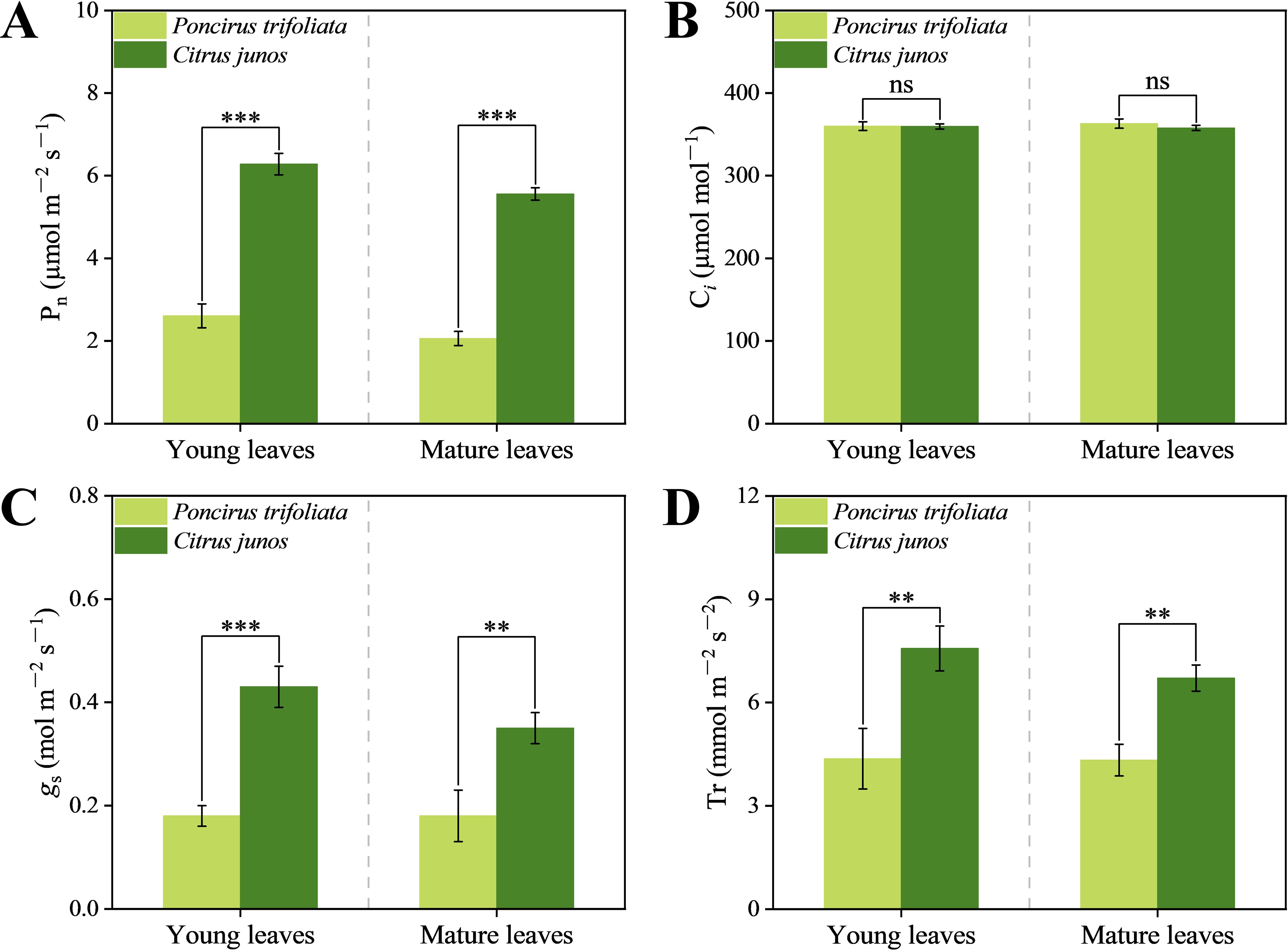 Bar graphs A through D compare young and mature leaves of Poncirus trifoliata and Citrus junos. Graph A shows photosynthetic rate, with Poncirus trifoliata lower than Citrus junos for both age groups, with significant differences. Graph B shows internal CO2 concentration, with no significant difference. Graph C presents stomatal conductance, with Poncirus trifoliata lower in both age groups, showing significant differences. Graph D illustrates transpiration rates, also lower for Poncirus trifoliata, with significant differences. Error bars are included.