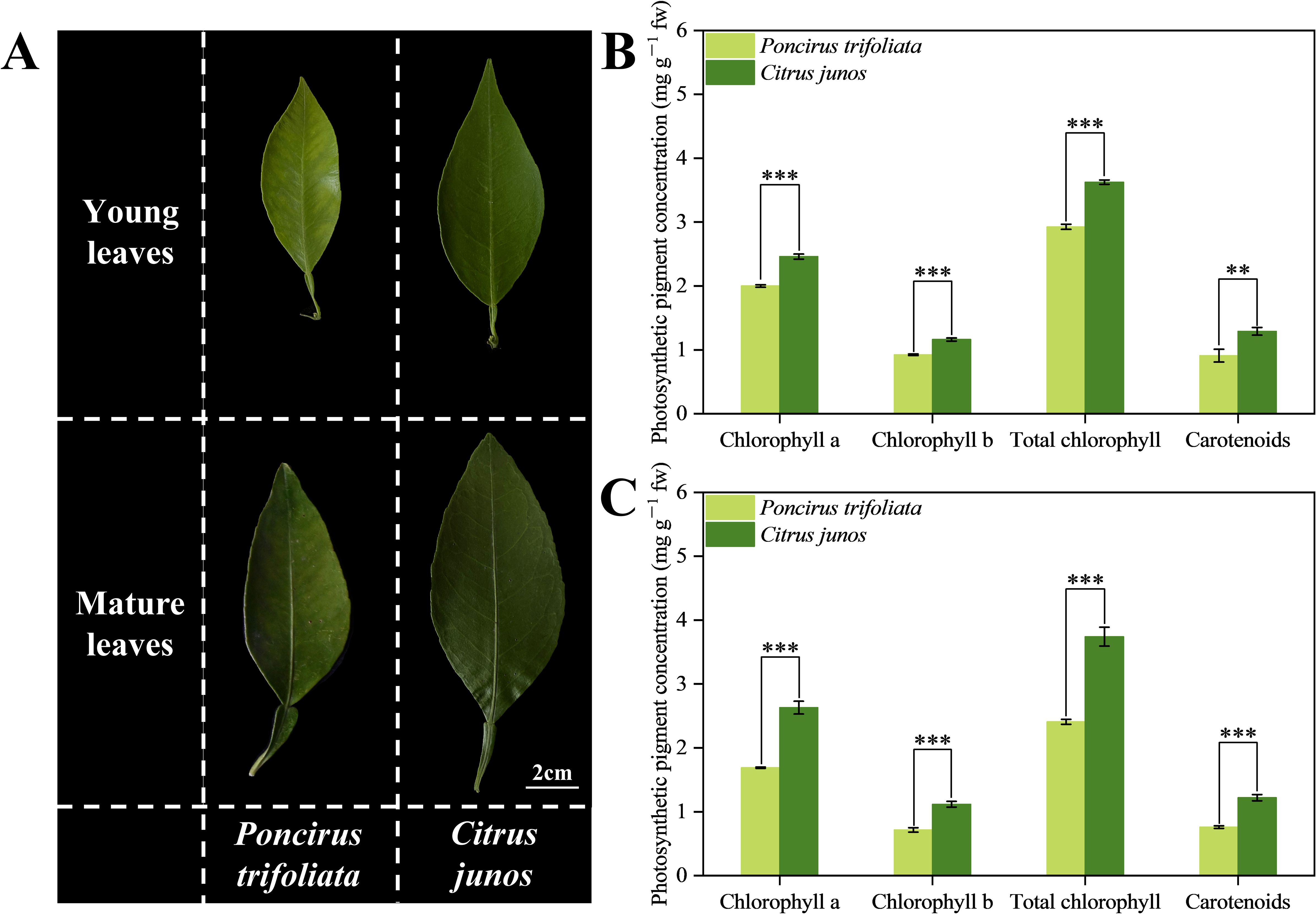 Panel A shows images of young and mature leaves from Poncirus trifoliata and Citrus junos. Panel B presents a bar graph comparing photosynthetic pigment concentrations in young leaves, and Panel C shows similar data for mature leaves. Different pigments measured include chlorophyll a, chlorophyll b, total chlorophyll, and carotenoids, indicating significant differences between the two species.
