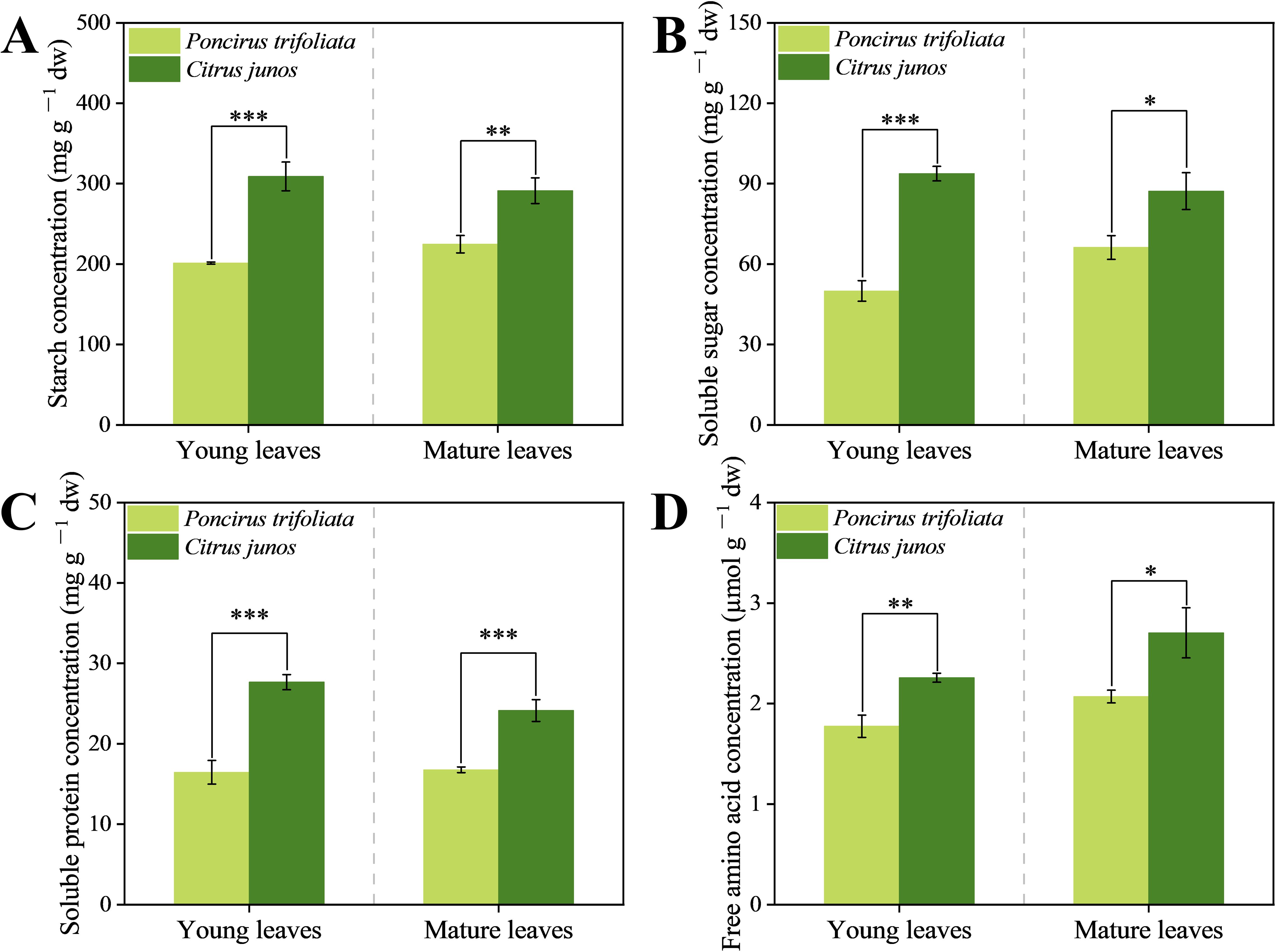 Bar charts labeled A to D compare concentrations in young and mature leaves for Poncirus trifoliata and Citrus junos. A shows starch, B shows soluble sugar, C shows soluble protein, and D shows free amino acids. Citrus junos consistently has higher concentrations across all comparisons, with statistical significance indicated by asterisks.