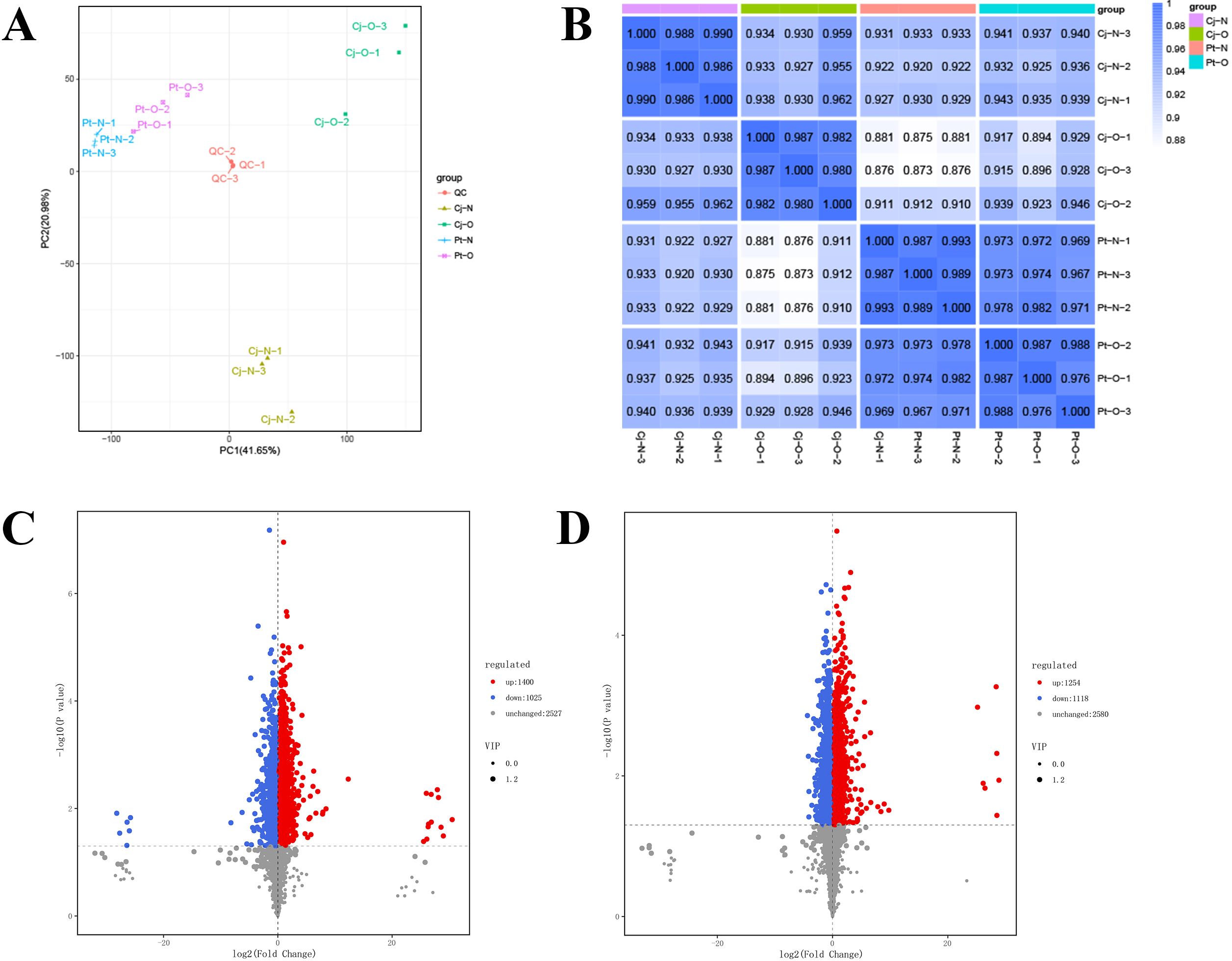 Four-panel image comparing data visualizations. Panel A shows a scatter plot of PCA analysis with groups labeled as QC, Cj-N, Cj-O, Pt-N, and Pt-O, indicating clusters distinguished by different colors. Panel B is a heatmap displaying correlation coefficients among the same sample groups, with varying shades of blue indicating the strength of correlation. Panel C and Panel D are volcano plots showing gene expression data. Points are colored to indicate upregulated (red), downregulated (blue), and unchanged (gray) genes, with point size representing VIP scores. Each plot shows −log10 p-value vs. log2 fold change.
