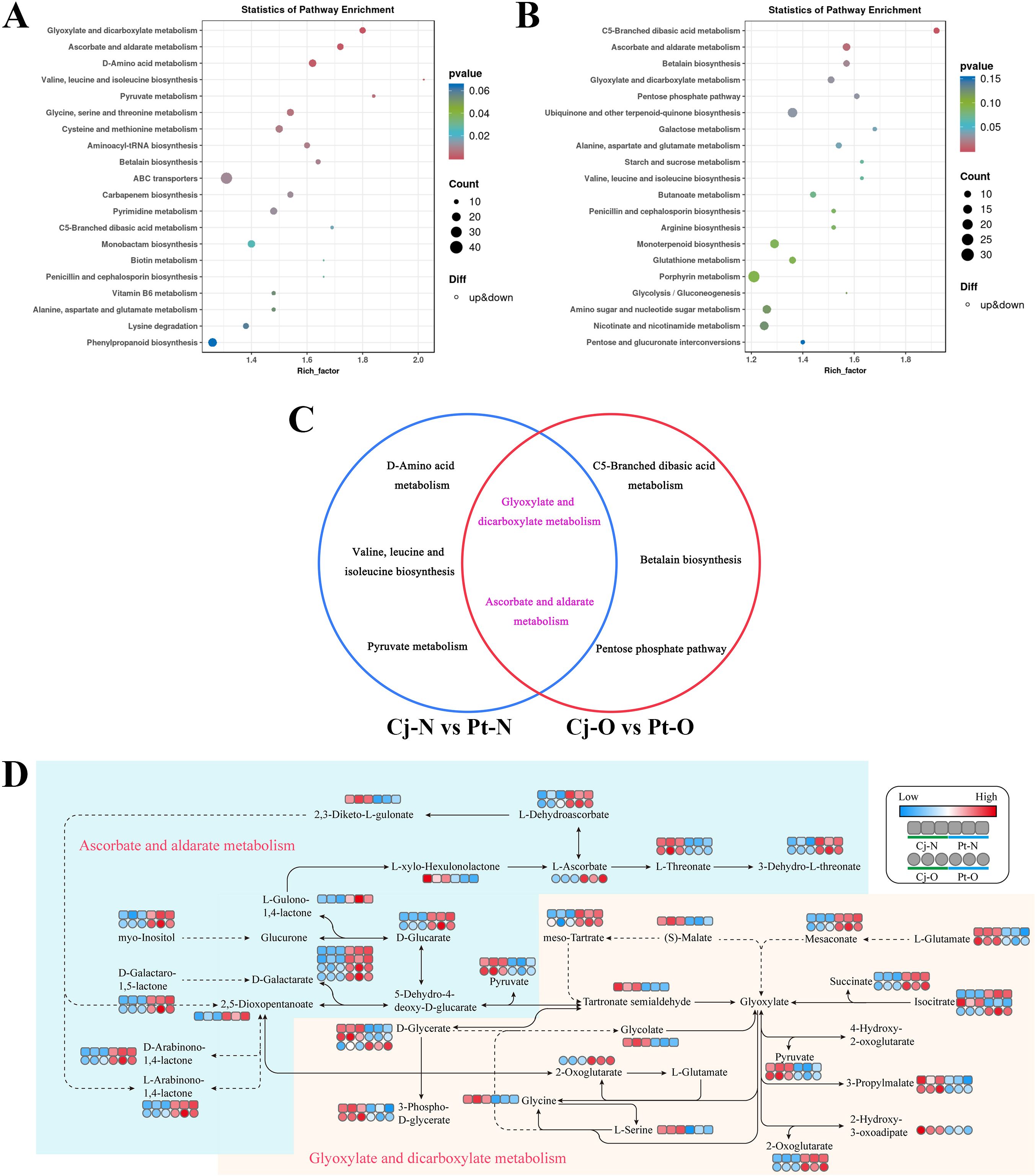 A composite image with four panels: A: A bubble chart for pathway enrichment showing various pathways like glyoxylate metabolism. Bubbles vary in size and color indicating significance (p-value) and count. B: Another bubble chart similar to Panel A with different pathways like C5-branched dibasic acid metabolism. C: A Venn diagram comparing pathways between Cj-N vs. Pt-N and Cj-O vs. Pt-O groups, highlighting common pathways like glyoxylate metabolism. D: A metabolic pathway map with color-coded circles indicating expression levels across four groups, showing interactions in ascorbate and glyoxylate metabolism.