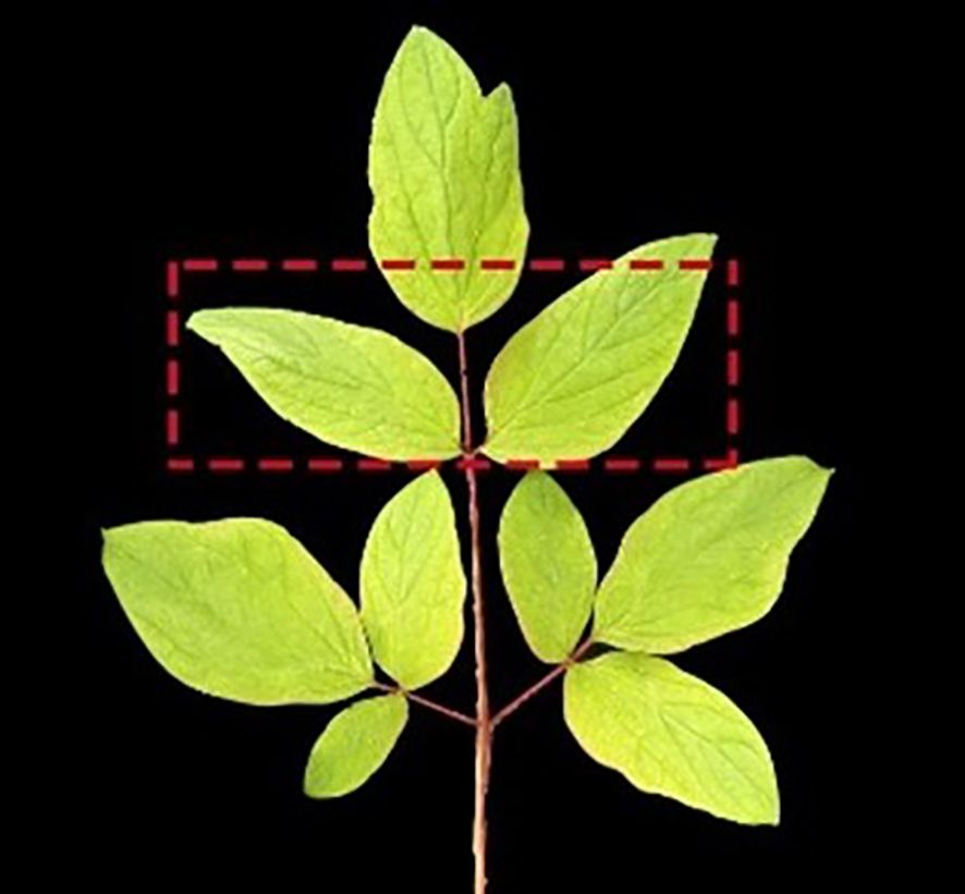 A plant stem with green leaves arranged in pairs, highlighted by a red dashed rectangle around the top section. The background is black, drawing focus to the plant.