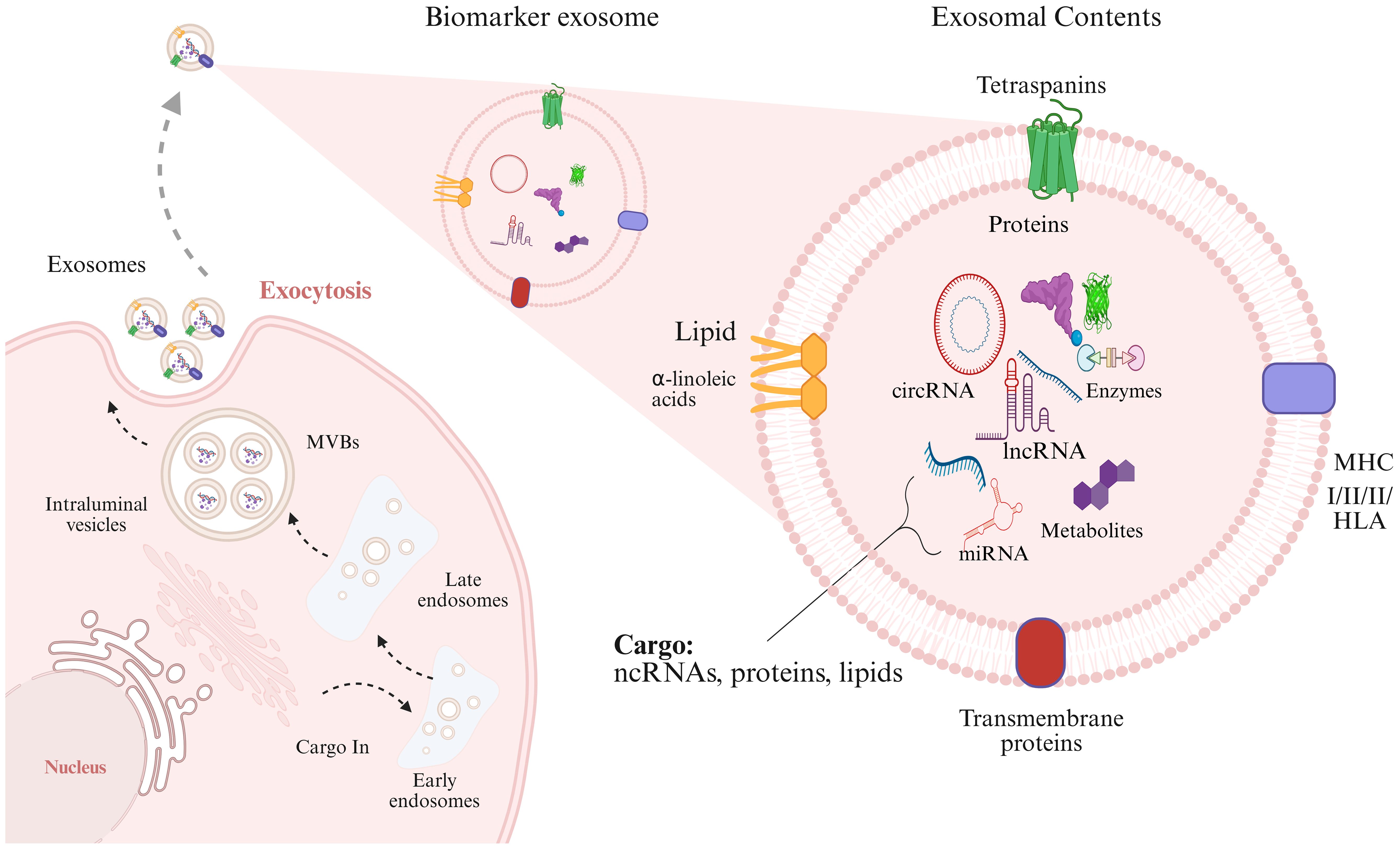 Illustration showing the formation and contents of exosomes. Intracellularly, exosomes are formed from intraluminal vesicles within multivesicular bodies (MVBs) originating from late endosomes. Following exocytosis, exosomes release their contents, which include lipids such as alpha-linoleic acids, proteins like tetraspanins, transmembrane proteins, MHC I/II/III complexes, and HLA. Inside, they carry circular RNA, long non-coding RNA, microRNA, enzymes, and metabolites. The detailed view focuses on their biomarker potential and cargo composition of non-coding RNAs, proteins, and lipids.