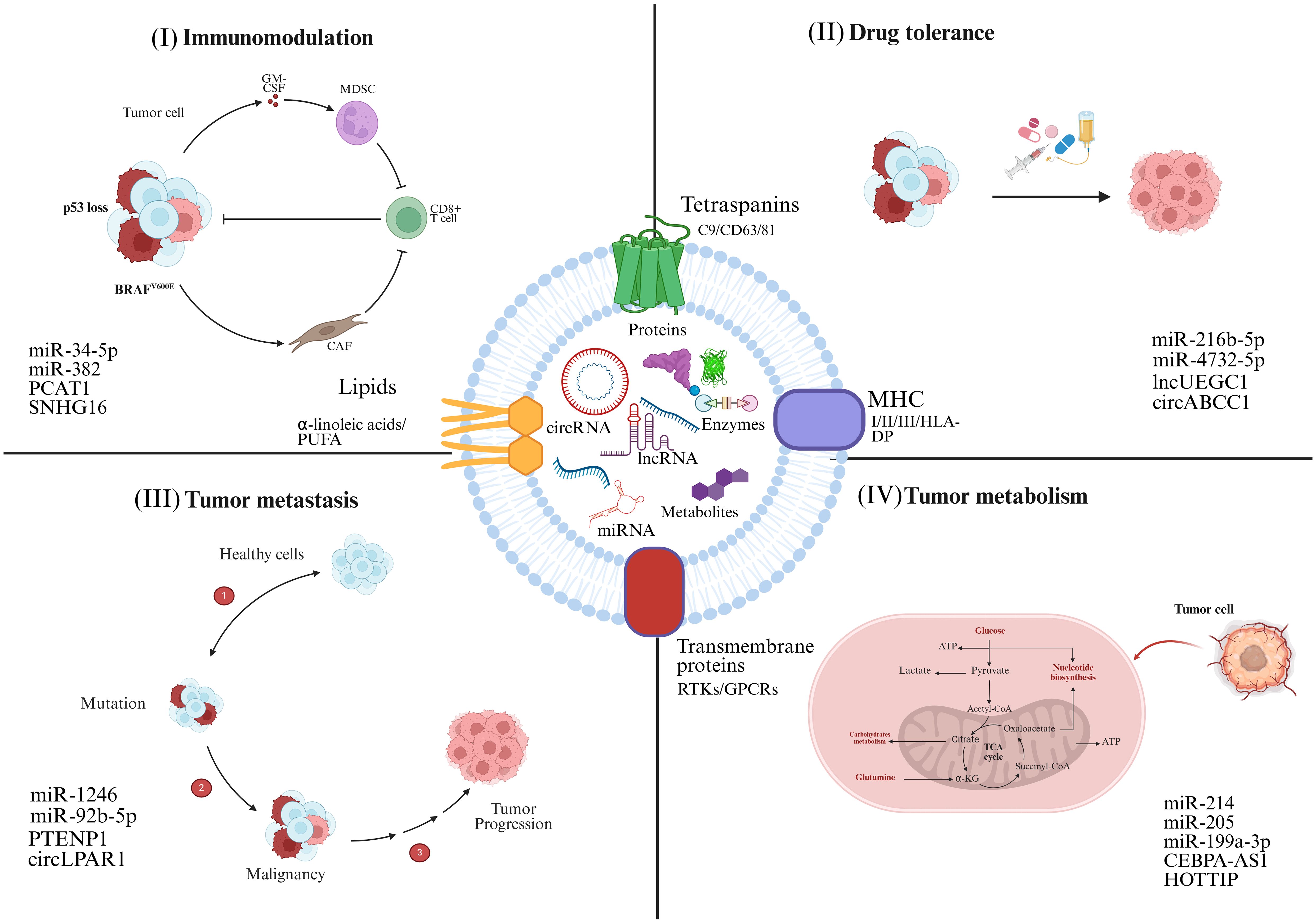 Illustration depicting four aspects of tumor biology: (I) Immunomodulation involving tumor cells, immune cells, and signaling pathways. (II) Drug tolerance showing tumor cells adapting to drug treatments. (III) Tumor metastasis from healthy cell mutation to malignancy. (IV) Tumor metabolism detailing cellular metabolic processes. Each section highlights specific molecules, such as miRNAs and non-coding RNAs, relevant to the processes.