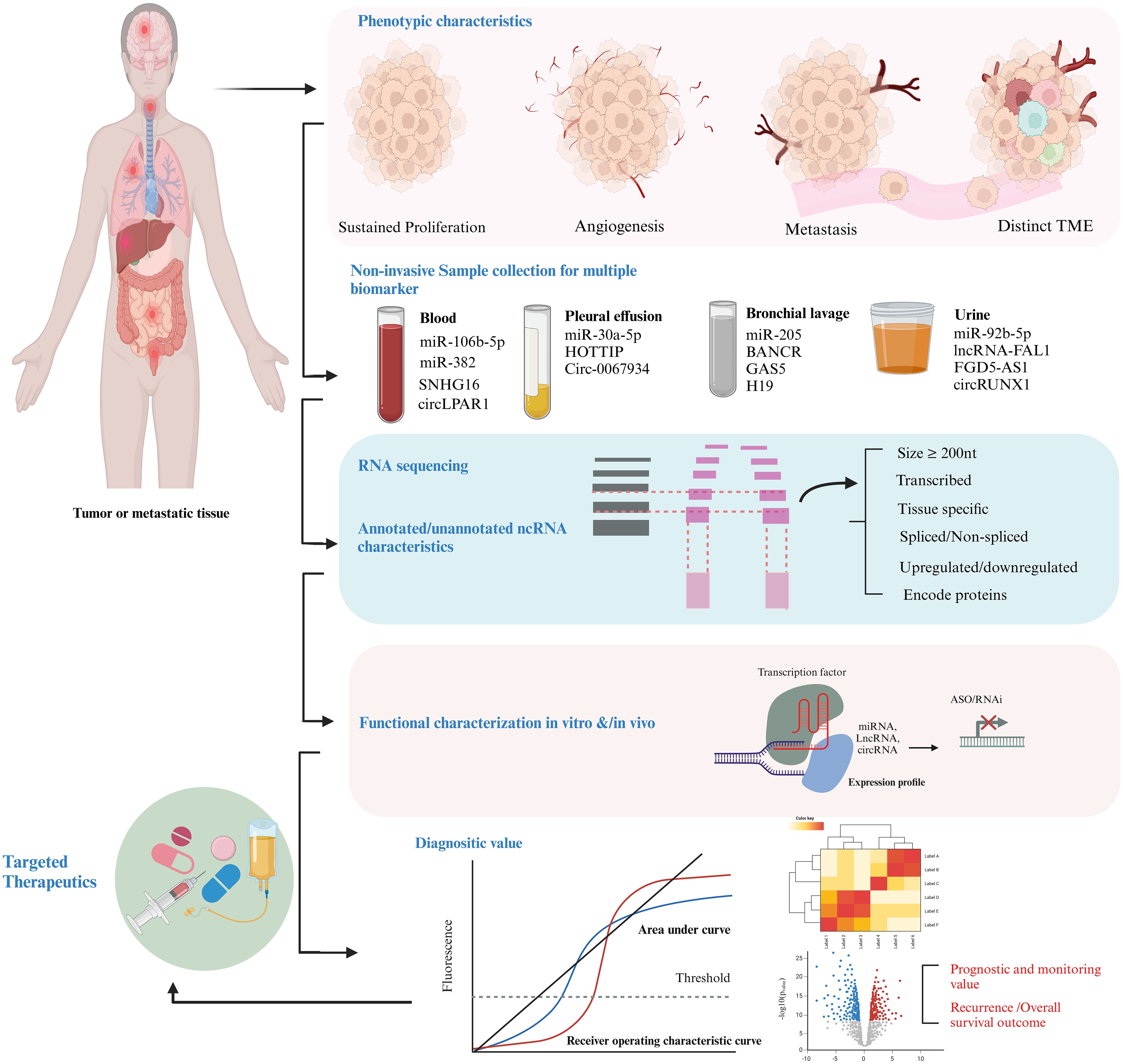Infographic detailing the process of targeted therapeutics from tumor tissue to diagnostics. It includes phenotypic characteristics like sustained proliferation and angiogenesis. Non-invasive biomarker collection methods include blood, pleural effusion, bronchial lavage, and urine. RNA sequencing analyzes ncRNA characteristics such as size and transcription. The process involves functional characterization and leads to targeted therapeutics. Diagnostic value is assessed using fluorescence graphs, a heatmap, and survival outcome plots.