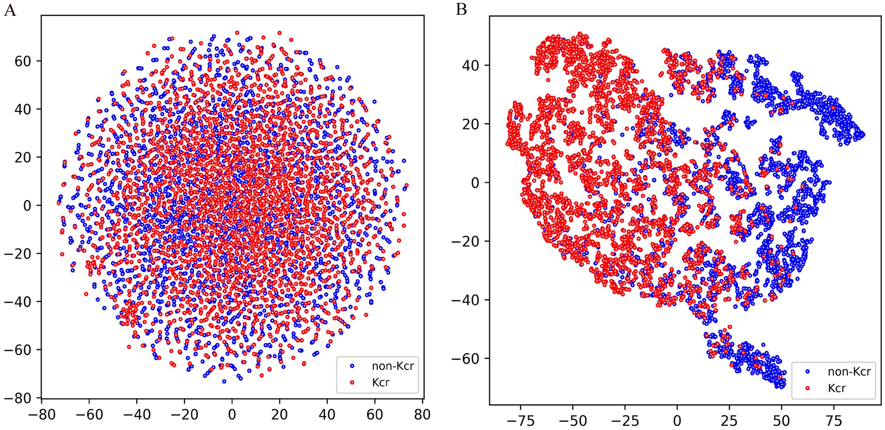 Two scatter plot panels labeled A and B. Panel A shows a dense mixture of red and blue dots distributed in a circular pattern. Panel B displays clusters of red and blue dots, with red dots predominantly in the center and blue dots forming a dense border on the right. The legend indicates red represents “Kcr” and blue represents “non-Kcr”. Both panels have axes ranging from negative seventy-five to seventy-five.