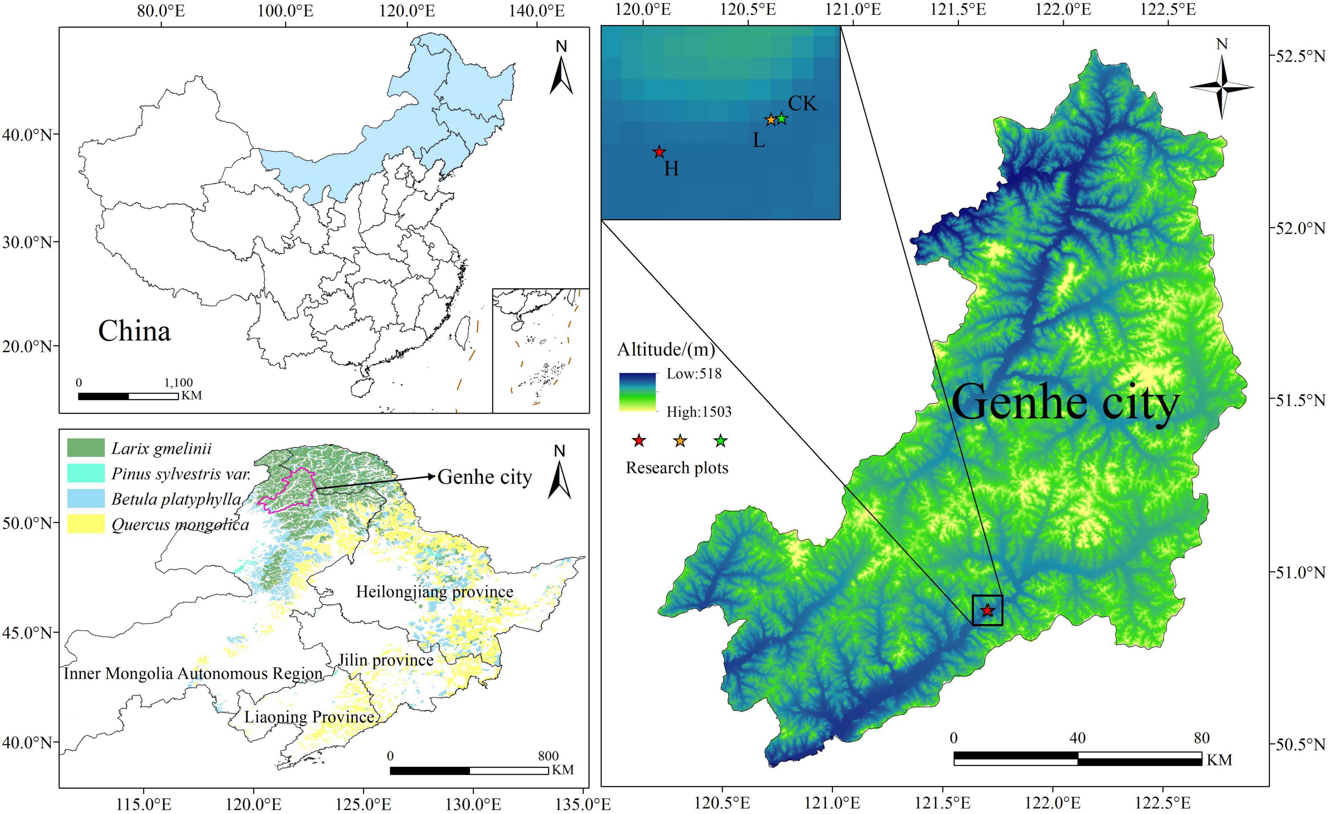 Map of Genhe City in China, showing elevation with a color gradient from green (low altitude) to blue (high altitude). Inset maps display the location within China, key species distribution, and research plots marked with stars. Major regions like Heilongjiang, Jilin, and Liaoning provinces are indicated, with labels for specific tree species areas.