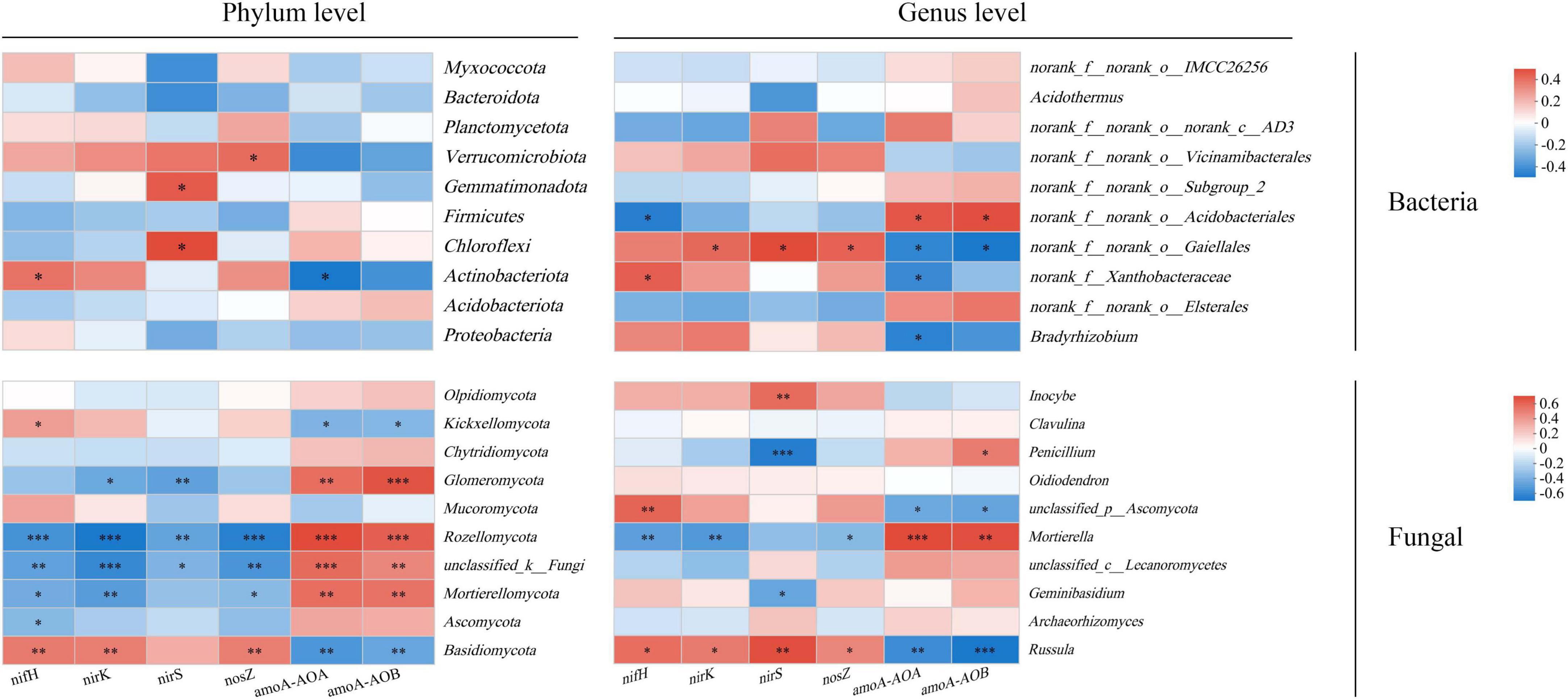 Heat map displaying relative abundance of bacterial and fungal taxa at the phylum and genus levels. The map uses color coding from blue to red, indicating values from negative to positive. The x-axis represents genes: nifH, nirK, nirS, nosZ, amoA-AOA, and amoA-AOB. The y-axis lists various taxa under Bacteria (e.g., Myxococcota, Bradyrhizobium) and Fungal (e.g., Rozellomycota, Russula) categories. Asterisks denote significant differences.