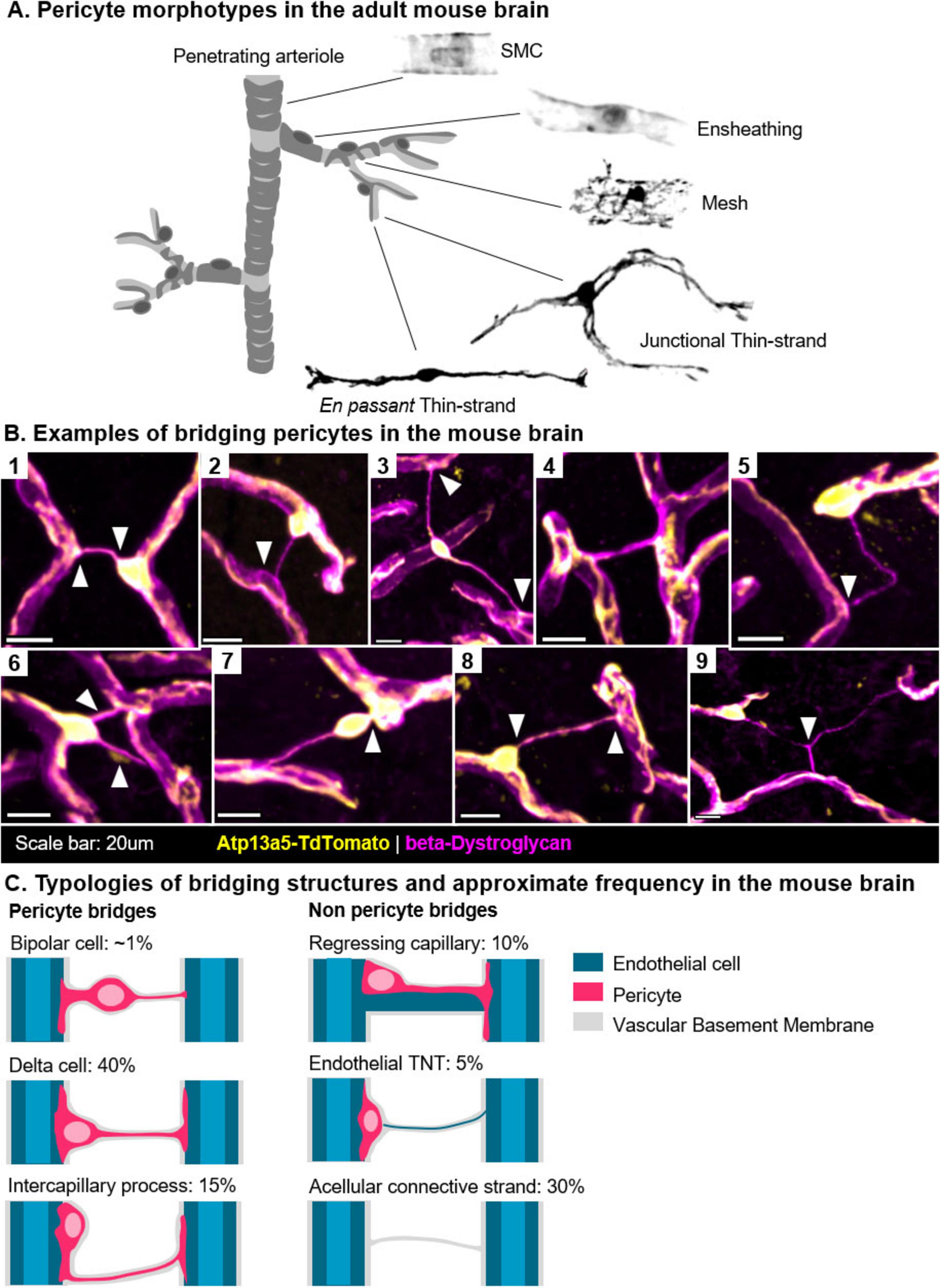 Diagram illustrating mouse brain pericytes. Panel A shows pericyte morphotypes: ensheathing, mesh, junctional thin-strand, and en passant thin-strand. Panel B displays examples of bridging pericytes, marked with arrowheads. Panel C details typologies and frequencies of bridging structures: bipolar cell (~1%), delta cell (40%), intercapillary process (15%), regressing capillary (10%), endothelial TNT (5%), and acellular connective strand (30%). Color-coded for endothelial cells, pericytes, and vascular basement membrane. Scale bar provided.