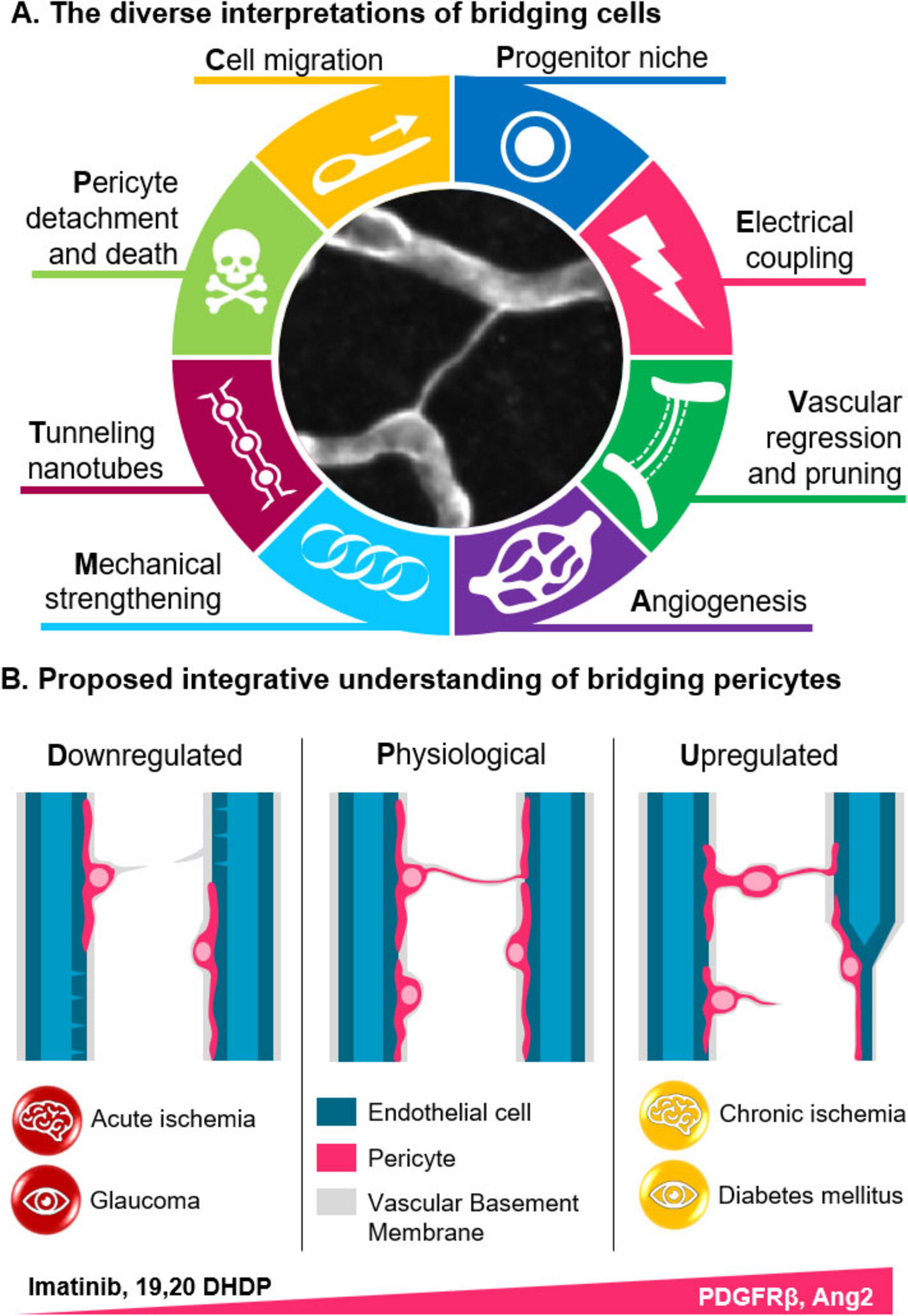 Diagram showcasing bridging cells and pericyte behavior. In A, a circular design illustrates roles such as cell migration, electrical coupling, and angiogenesis around a micrograph of bridging cells. In B, three panels depict downregulated, physiological, and upregulated bridging pericyte conditions along endothelial cells and vascular membranes. Legends indicate effects in acute ischemia, glaucoma, chronic ischemia, and diabetes mellitus.