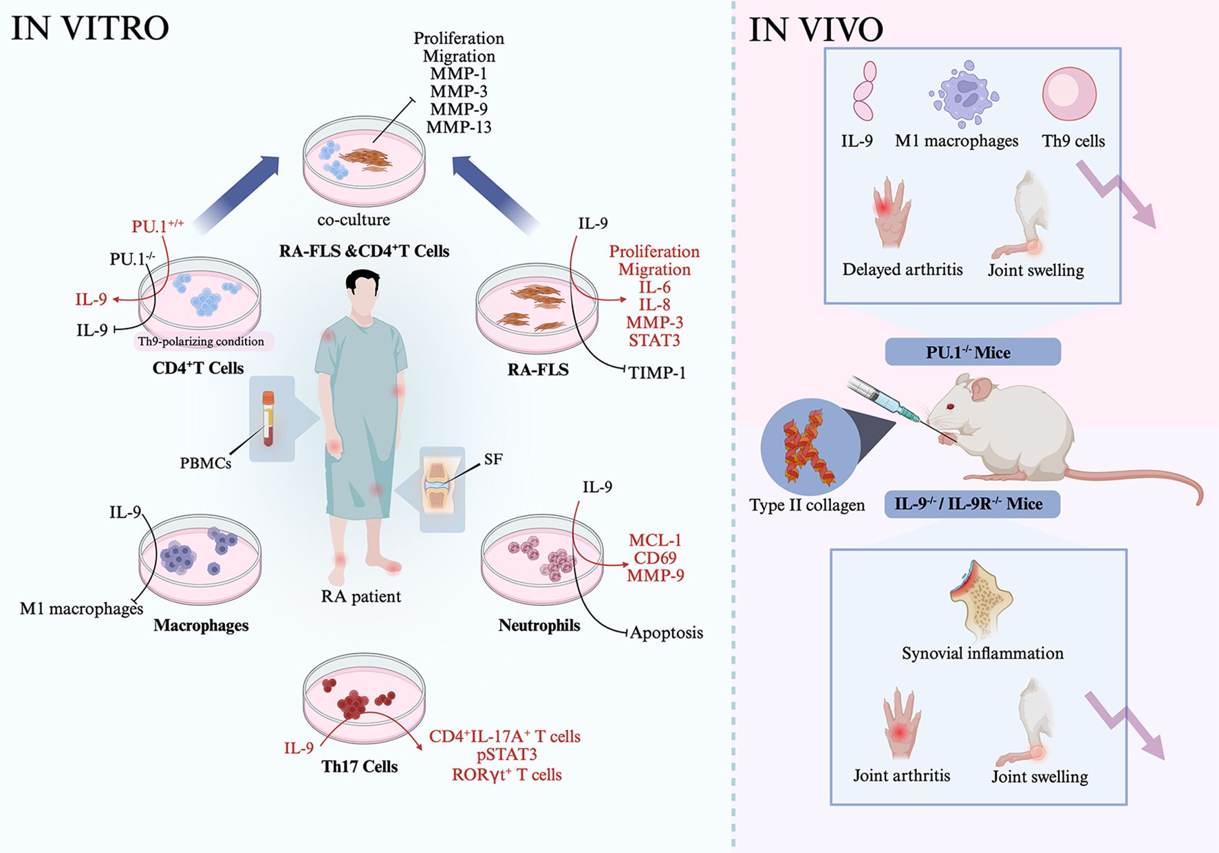 Diagram illustrating research on rheumatoid arthritis (RA) in vitro and in vivo. In vitro section shows RA-FLS and CD4+T cells co-culture, highlighting proliferation, migration, and protein expressions. PBMCs and synovial fluid are collected from an RA patient. Pathways involving IL-9 influence macrophages, neutrophils, and Th17 cells. In vivo section depicts experiments with mice, showing IL-9 and macrophages' roles in delayed arthritis and joint swelling. Mice receive type II collagen, showing effects on synovial inflammation.