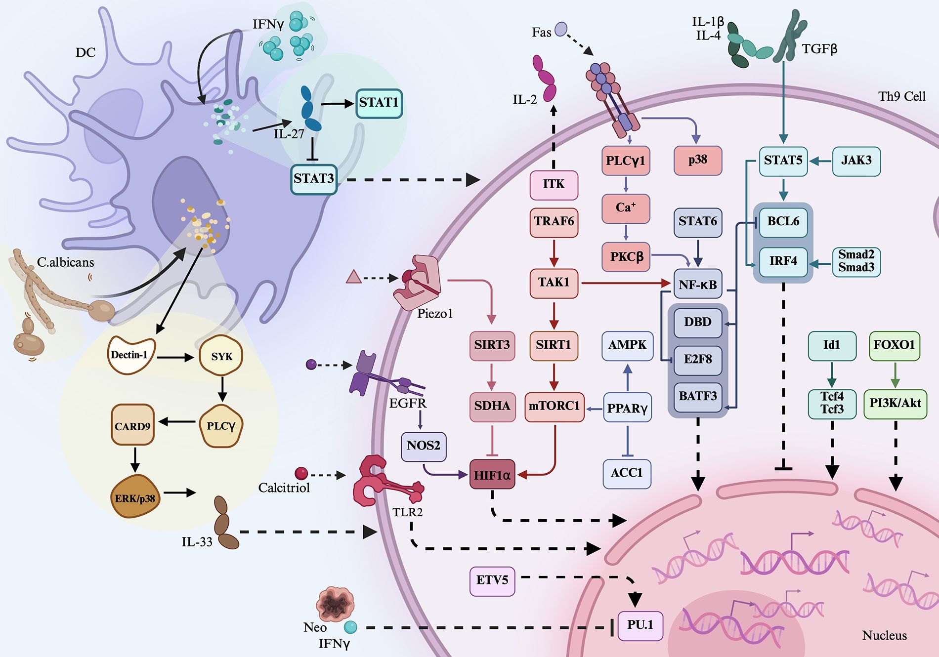 Diagram depicting the signaling pathways in a Th9 cell influenced by Candida albicans, IFNγ, IL-27, and other cytokines. Key components include DC, STAT1/3, Dectin-1, SYK, CARD9, PLCΥ, ITK, TRAF6, SIRT1/3, SDHA, HIF1α, IRF4, STAT5, and others, showing interactions leading to transcription factors activation and cytokine production.