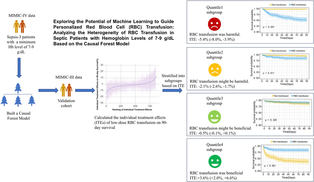 Flowchart illustrating a machine learning approach for guiding red blood cell transfusions in septic patients. MIMIC-IV data identifies patients with hemoglobin levels of 7-9 g/dL. A causal forest model calculates individual treatment effects (ITE) on 90-day survival, validated with MIMIC-III data. Four subgroups are stratified by ITE: Quantile 1 shows RBC transfusion is harmful, Quantile 2 might be harmful, Quantile 3 might be beneficial, and Quantile 4 shows it is beneficial. Each subgroup is represented with graphs showing survival probabilities over time for transfusion and non-transfusion strategies.
