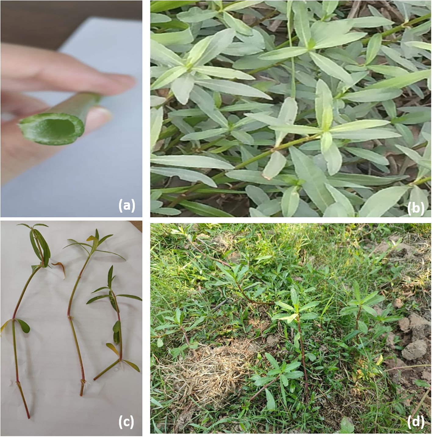 Panel (a) shows a close-up of a cut stem. Panel (b) displays a cluster of green leaves with narrow, elongated shapes. Panel (c) presents three stems with leaves laid out on a white surface. Panel (d) depicts green plants growing in soil with some dry grass patches.