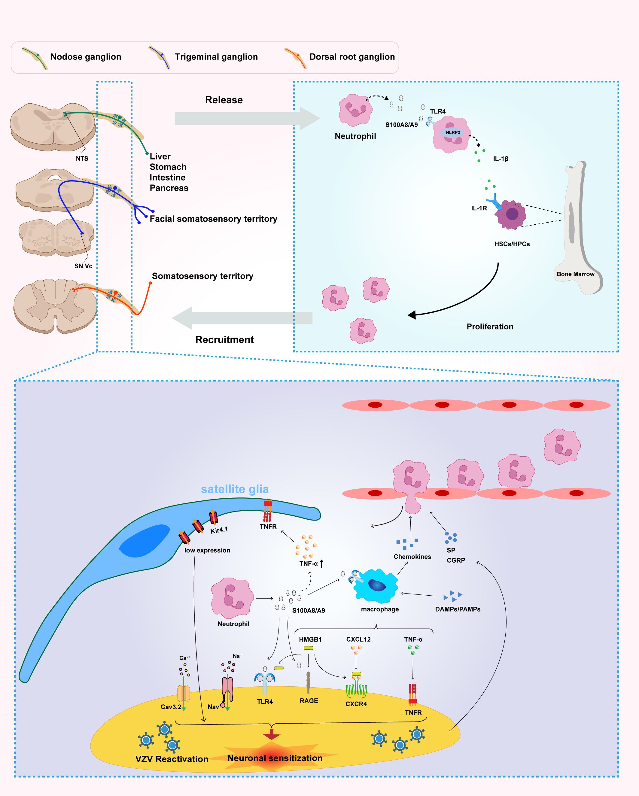 Diagram showcasing neuronal and immune responses involving ganglions and neutrophils. It illustrates pathways of release and recruitment involving the nodose, trigeminal, and dorsal root ganglions. The interactions lead to neuronal sensitization and VZV reactivation, highlighting the roles of neutrophils, macrophages, cytokines, and chemokines within bone marrow and satellite glia. Pathways involve TLR4, HMGB1, RAGE, and CXCR4 receptors. The visual emphasizes communication between cells and their roles in inflammation and immune response.