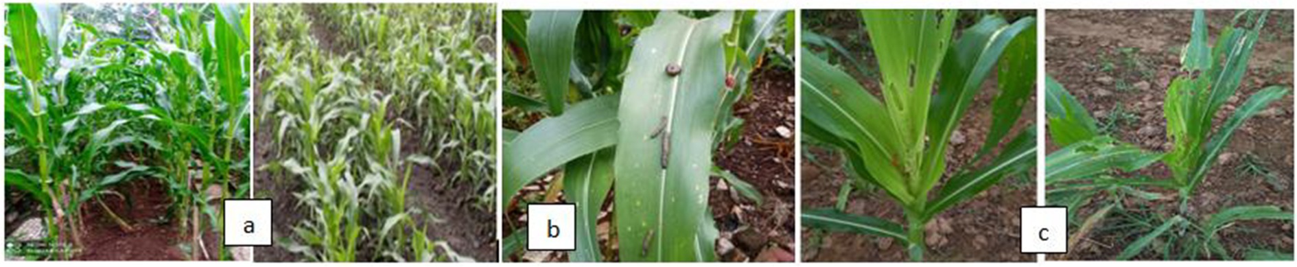 Planting model and S. frugiperda infestation. a. Legowo 2:1 planting model, b. S. frugiperda on corn leaves, c. Symptoms of S. frugiperda damage in vegetative phase.