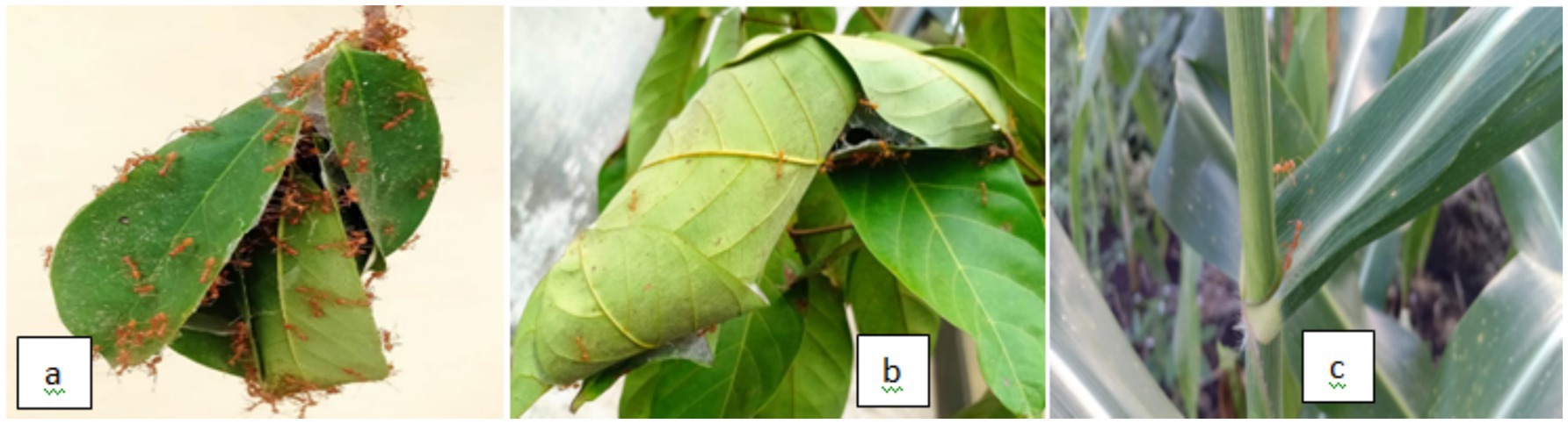 The presence of weaver ants in corn fields a. Nest on soursoup leave, b. Nests on rambutan leaves, and c. Adult exploring and spread in corn plants.