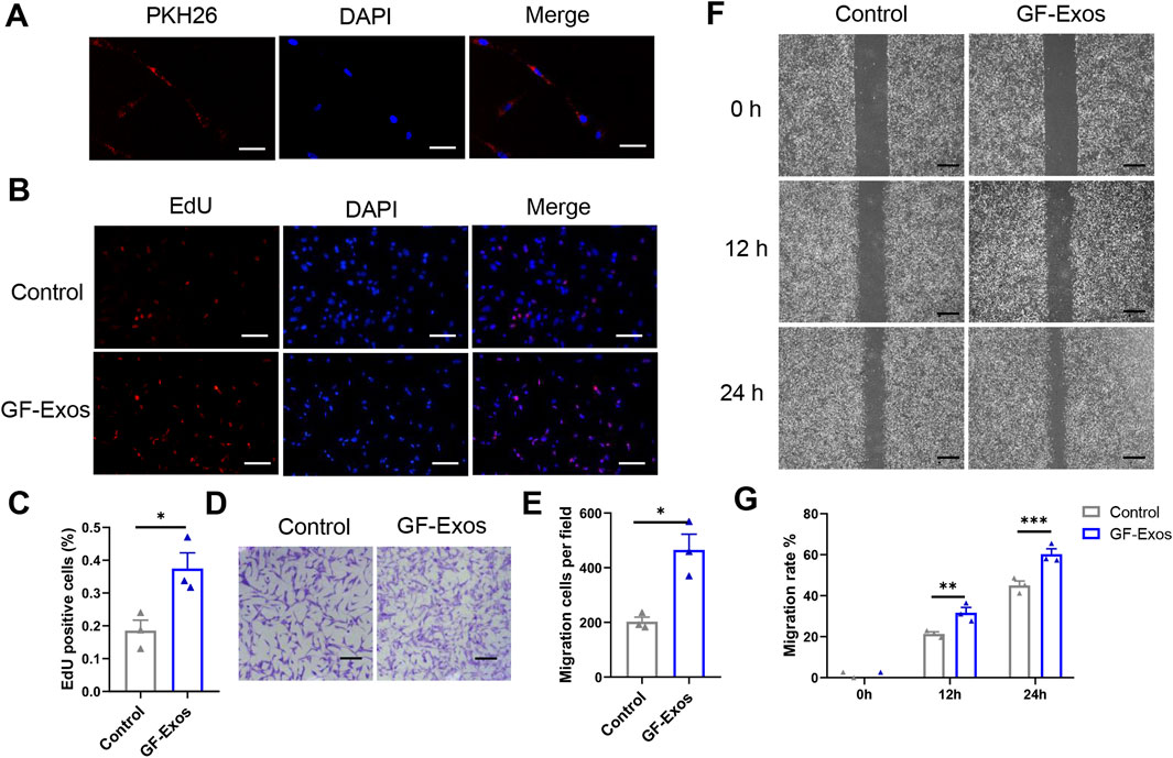 Fluorescent and brightfield microscopy images show cellular staining for PKH26 and DAPI in panels A and B, highlighting differences between control and GF-Exos treatments. Panel C displays a bar graph comparing the percentage of EdU positive cells. Panel D presents images of cell migration, with controls and GF-Exos. Panel E is a graph showing migration cells per field. Panel F includes migration assays at 0, 12, and 24 hours, and panel G shows a bar graph indicating migration rate percentages over time, with statistical significance marked.
