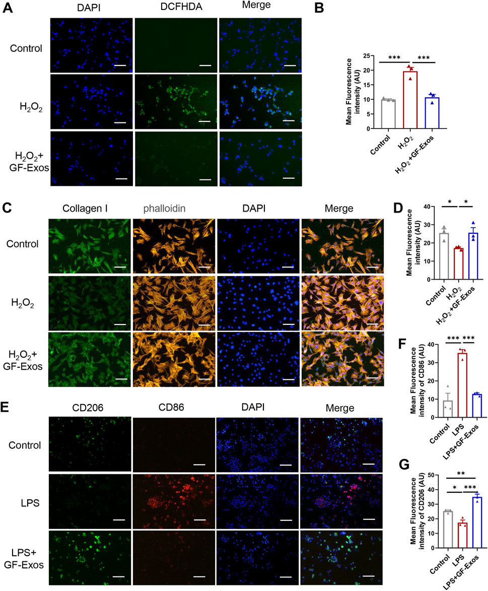 Panel A shows fluorescence microscopy images stained with DAPI and DCFHDA for control, H₂O₂, and H₂O₂ + GF-Exos treatments. Panel B is a bar graph showing mean fluorescence intensity with significant differences marked. Panel C displays images stained with Collagen I, phalloidin, and DAPI for control, H₂O₂, and H₂O₂ + GF-Exos treatments. Panel D is a bar graph of mean fluorescence intensity with significant differences. Panel E illustrates images stained with CD206, CD86, and DAPI for control, LPS, and LPS + GF-Exos treatments. Panel G depicts a bar graph of mean fluorescence intensity with significant differences marked.