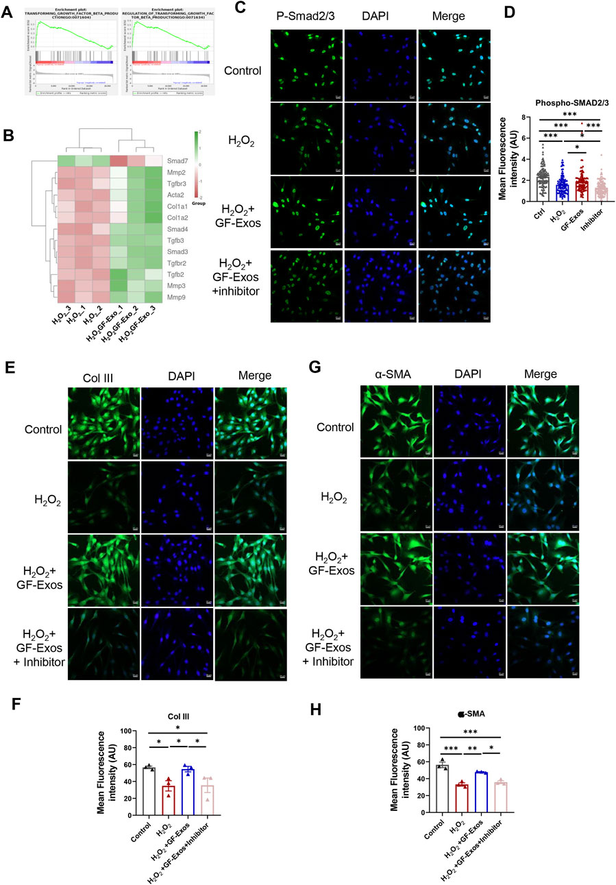 Group of scientific panels showing experimental results. Panel A presents enrichment plots for gene sets. Panel B shows a heat map of gene expression levels for various treatments. Panel C contains microscopy images of cells stained for P-Smad2/3 and DAPI under different conditions. Panel D is a bar graph showing mean fluorescence intensity for Phospho-SMAD2/3. Panel E displays cell images stained for Col III and DAPI. Panel F shows a graph of fluorescence intensity for Col III. Panel G presents images stained for α-SMA and DAPI. Panel H includes a graph of fluorescence intensity for α-SMA.