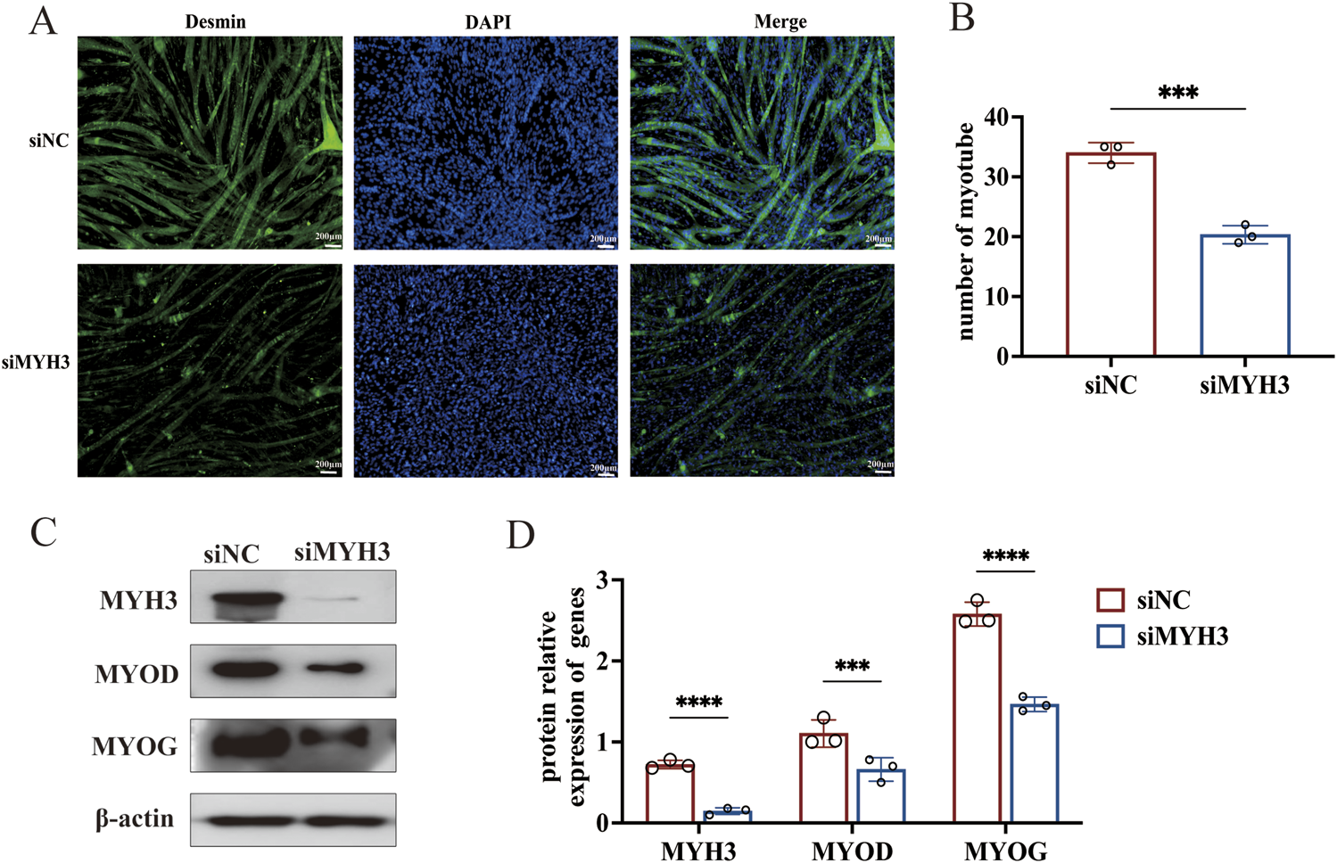 Panel A shows fluorescence images of cells stained for Desmin and DAPI, comparing siNC and siMYH3 groups. Panel B is a bar graph representing the number of myotubes between the two groups, with siNC having more. Panel C displays protein expression through Western blot for MYH3, MYOD, MYOG, and β-actin. Panel D is a bar graph depicting protein expression relative to β-actin, showing higher MYH3, MYOD, and MYOG expression in the siNC group. Statistical significance is marked by asterisks.