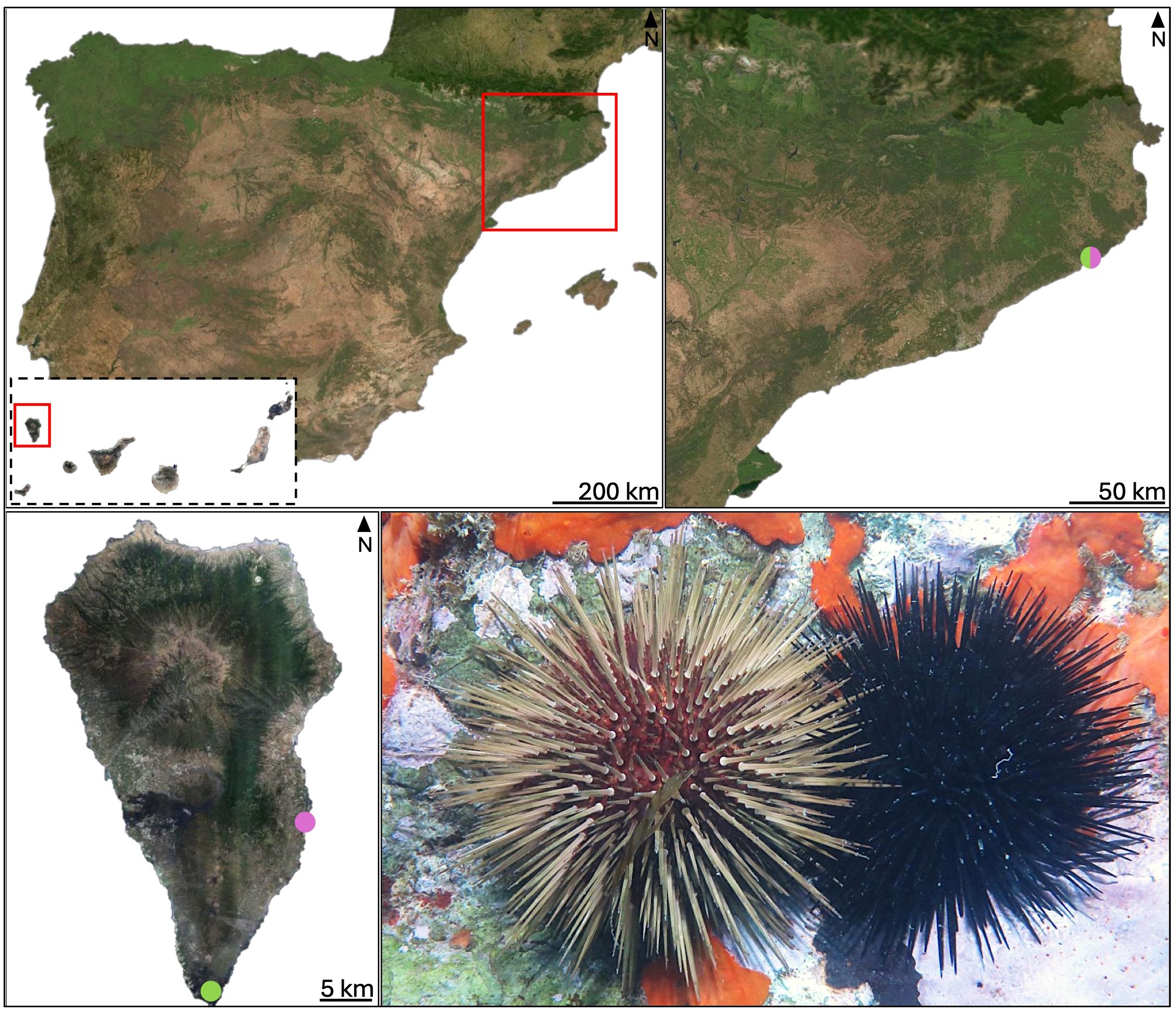Maps of the Iberian Peninsula and Canary Islands highlight specific areas with colored dots, indicating regions or sites of interest. A close-up of La Palma shows detailed topography. Beside the maps, two sea urchins are displayed on a colorful seabed, showcasing their spiny exteriors in contrasting colors.