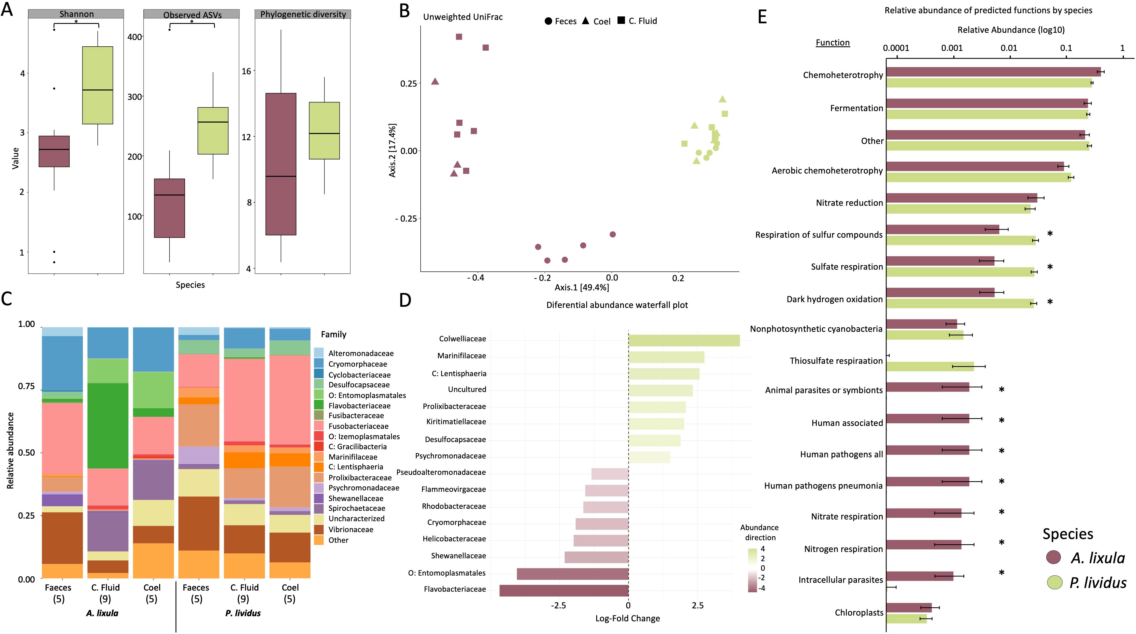 Composite image of microbial diversity and function analysis: Panel A shows box plots for Shannon index, observed ASVs, and phylogenetic diversity across two species. Panel B presents a Unweighted UniFrac PCoA plot with fecal, coelomic fluid, and another group differentiated. Panel C is a stacked bar chart indicating relative abundance of microbial families in different samples. Panel D provides a differential abundance waterfall plot of various microbial families. Panel E displays a horizontal bar chart showing the relative abundance of predicted functions by species, highlighting signifcant functions with asterisks.