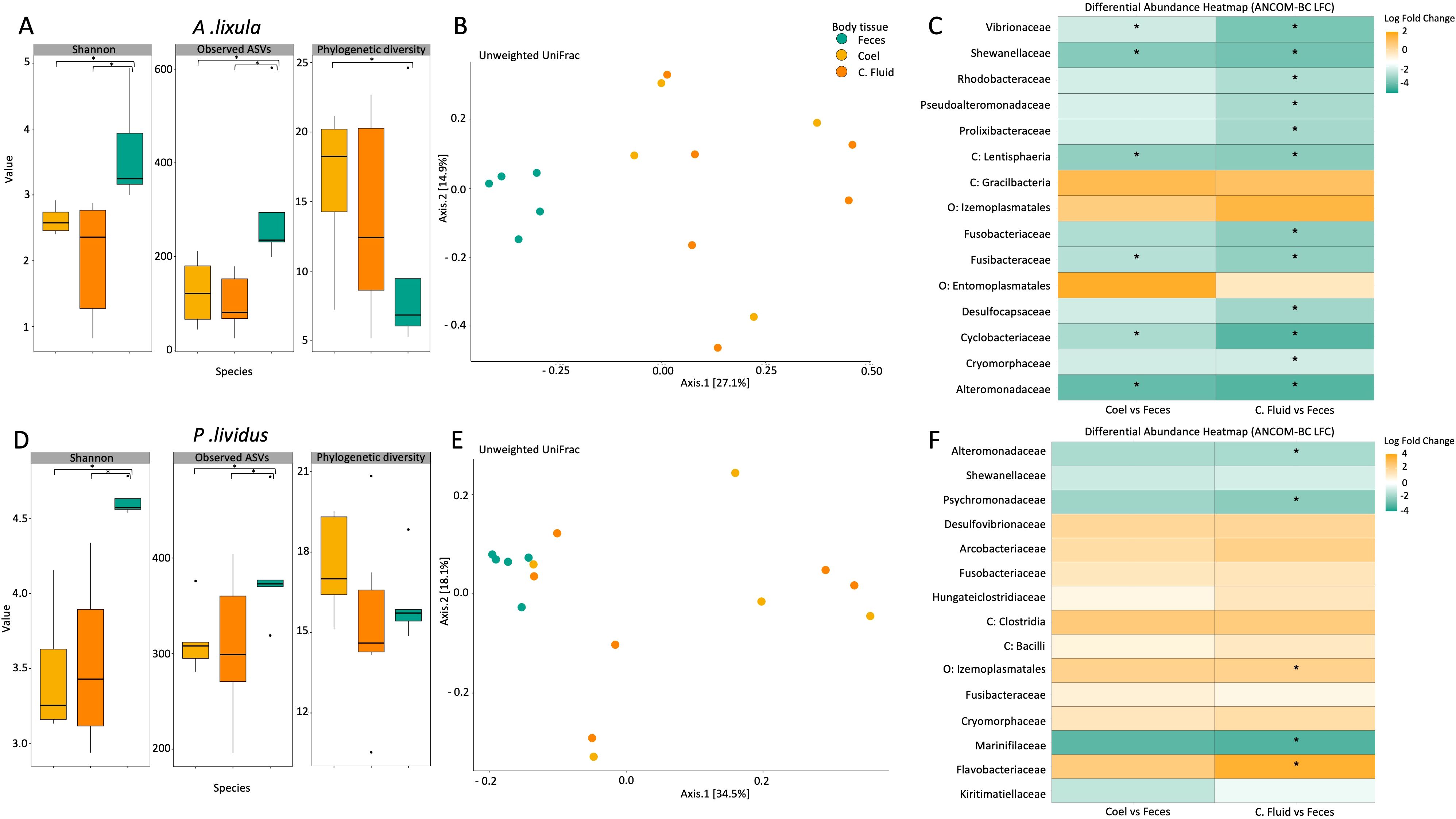 Graphs showing microbial diversity and abundance comparisons in two species, *A. lixula* and *P. lividus*. Panels A and D display box plots for Shannon diversity, observed ASVs, and phylogenetic diversity. Panels B and E present Unweighted UniFrac plots differentiating body tissues: feces, coelomic fluid, and coelom. Panels C and F show heatmaps of differential abundance using ANCOM-BC log fold change, indicating variations between coelomic fluid and feces, with color gradients representing changes in abundance.