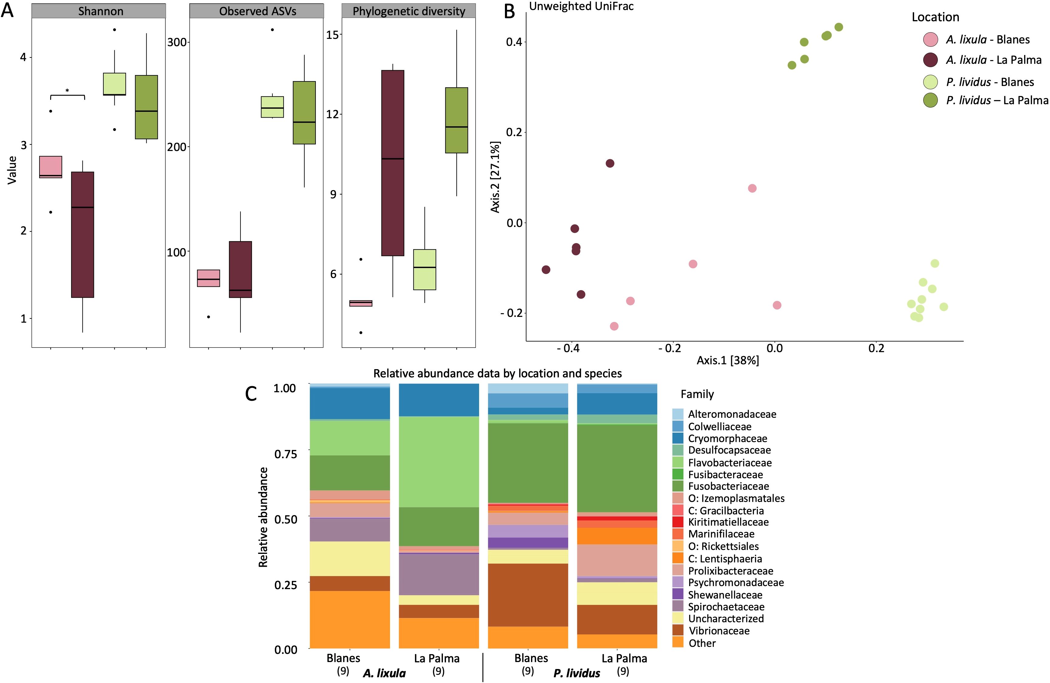 Panel A shows box plots comparing Shannon diversity, observed ASVs, and phylogenetic diversity across different samples. Panel B presents a scatter plot of unweighted UniFrac analysis, displaying data points by location and species. Panel C is a bar chart of relative abundance data by location and species, categorized by family, including Alteromonadaceae, Colwelliaceae, and others. Samples are from Blanes and La Palma, comparing A. lixula and P. lividus.
