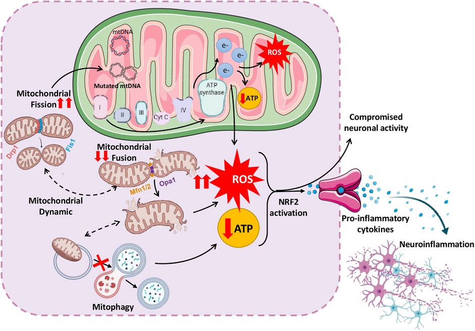 Schematic representation of complex interplay between mitochondrial dysfunction and neuroinflammation, leading to various neurological disorders. It shows mutated mitochondrial DNA and aberrant mitochondrial dynamics leading to increased reactive oxygen ROS and decreased ATP production. The activation of NRF2 is linked to the production of pro-inflammatory cytokines causing neuroinflammation, leading to compromised neuronal activity.